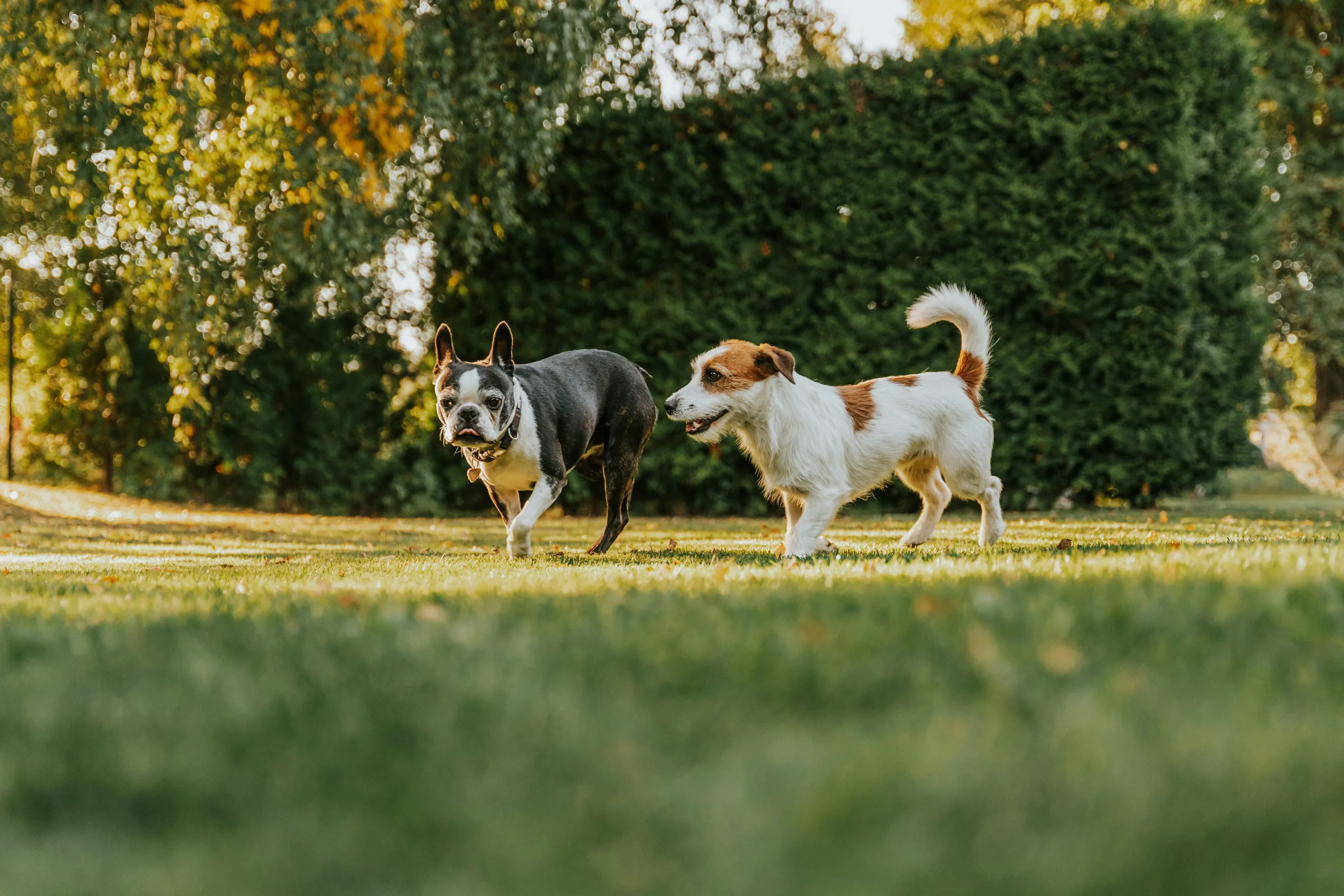 Two dogs playing on a grassy field with a large green hedge and trees in the background.