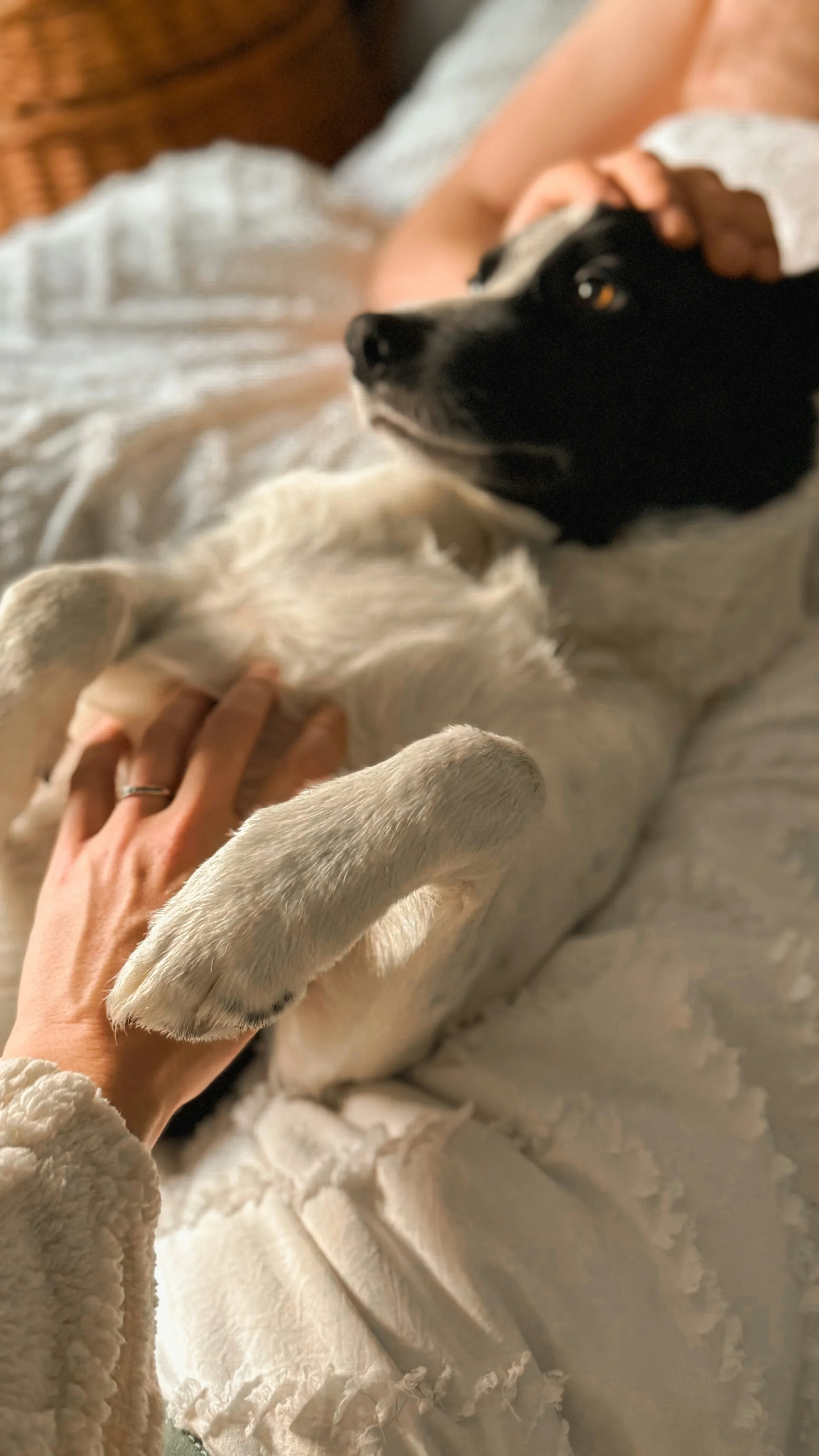 A person is lying on a bed holding a black and white puppy on its back. The person is petting the puppy's belly with one hand. The puppy appears relaxed and is looking to the side.