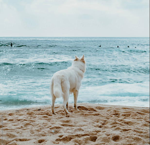 dog looking at water