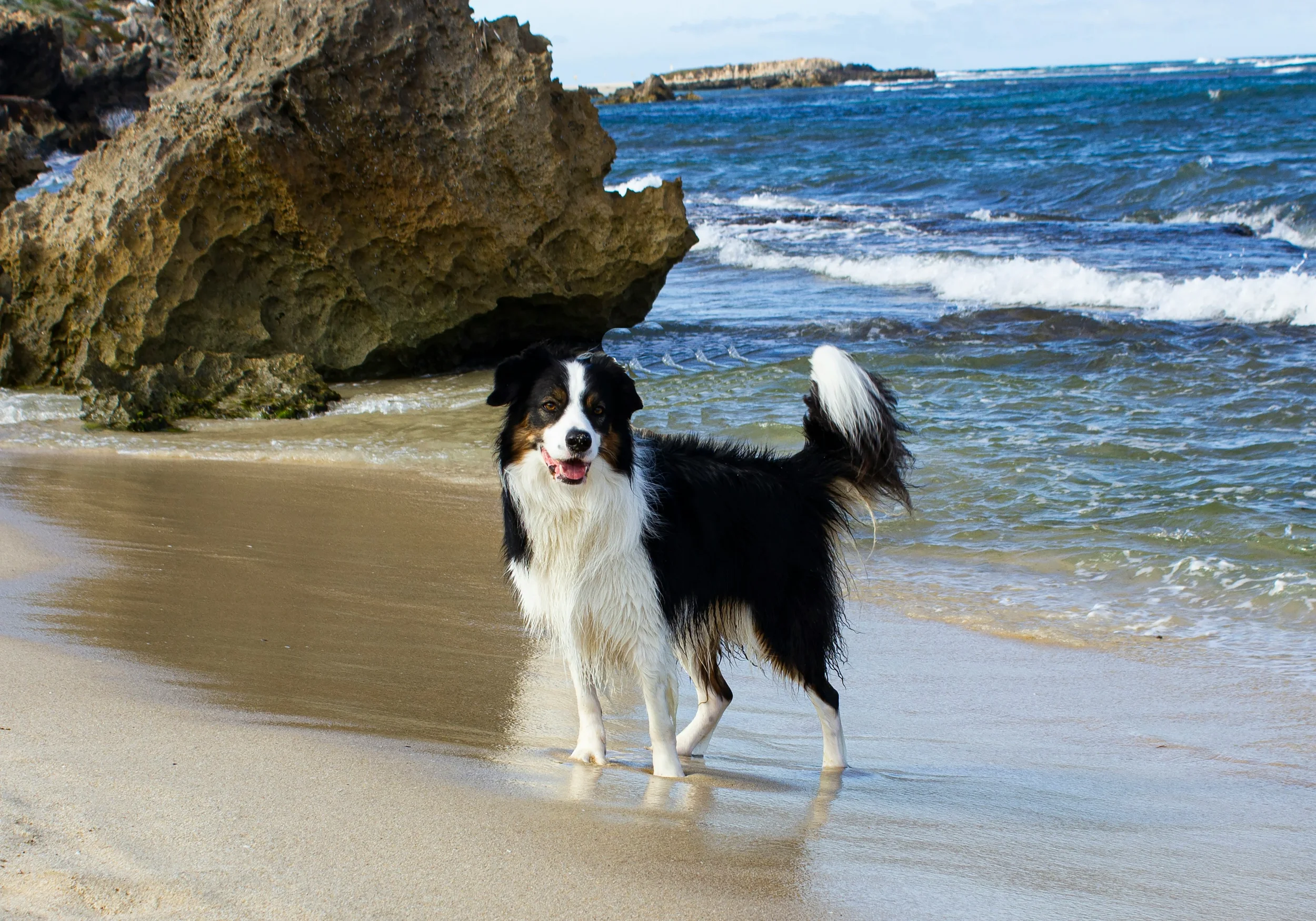 A black and white dog standing on a sandy beach near the water, with rocks and ocean waves in the background.