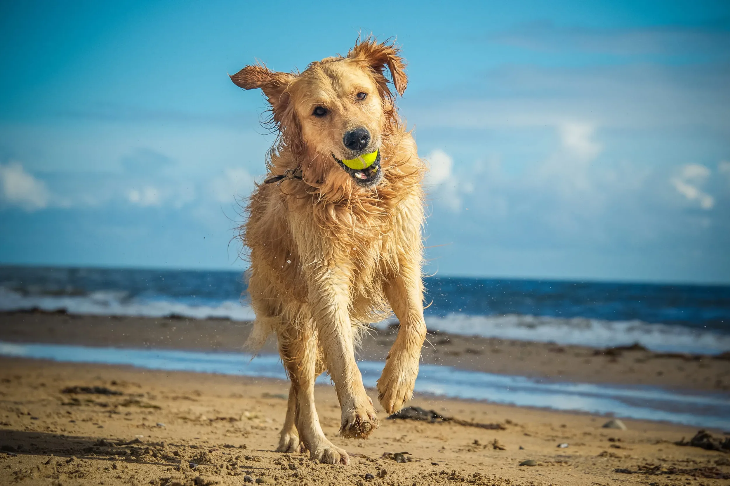 dog running on beach