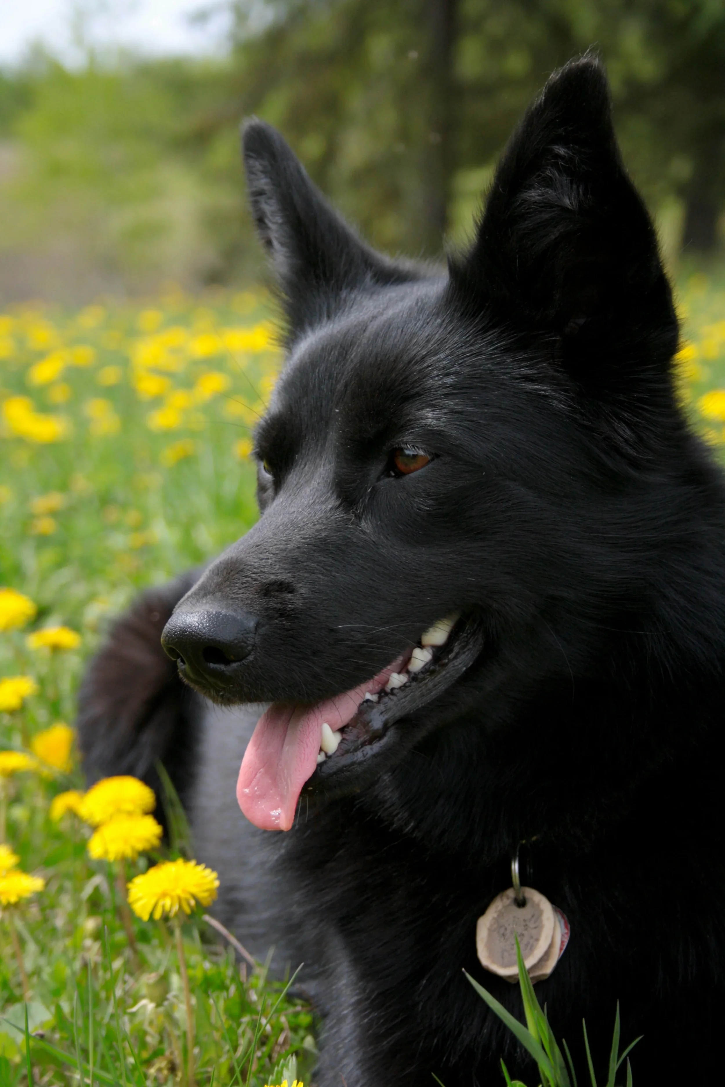 Close-up of a black dog with pointed ears and a pink tongue hanging out, lying in a field of yellow flowers and green grass.