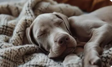 Adorable puppy sleeping on a cozy blanket.