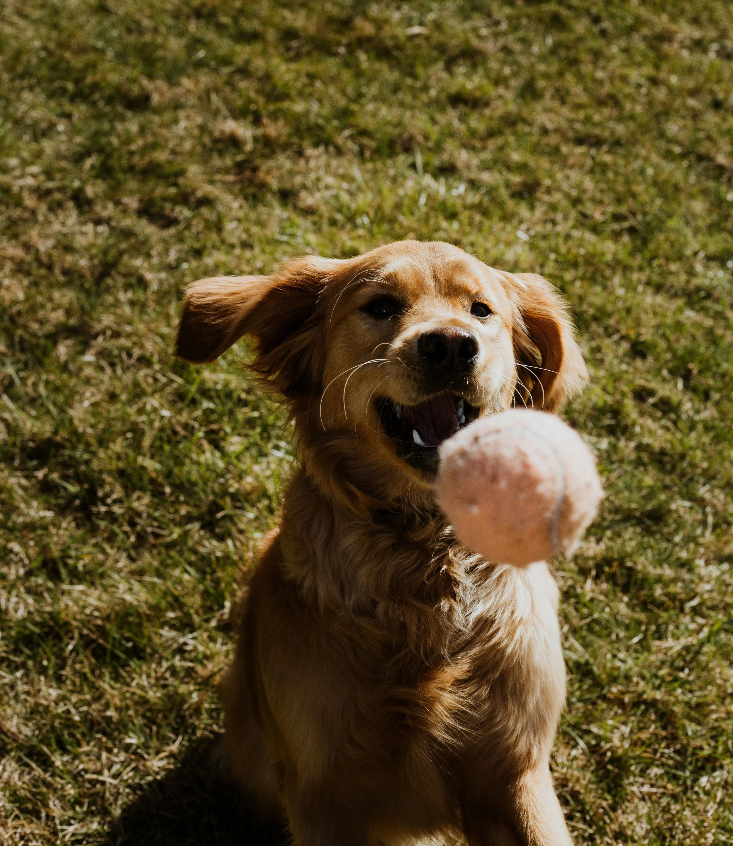 Golden retriever dog with a ball in its mouth playing outdoors on grass.
