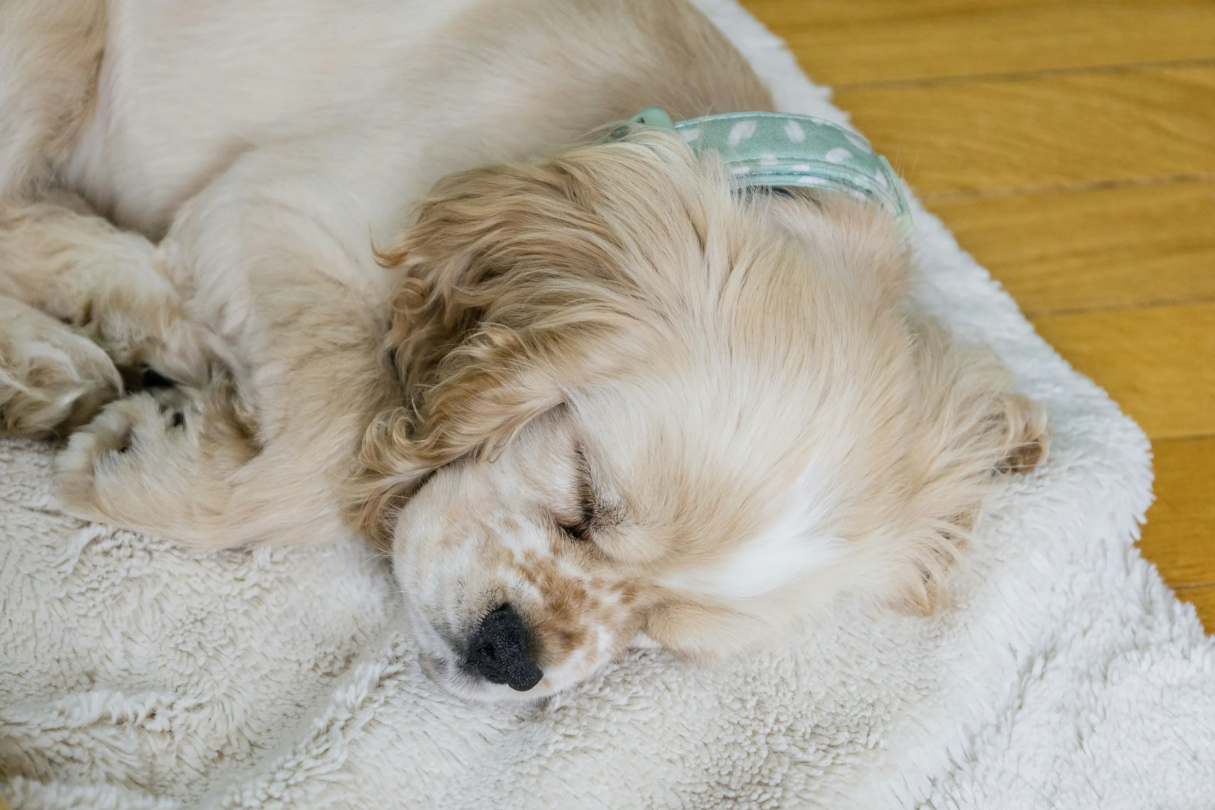 A golden retriever puppy sleeping on a white fluffy blanket on a wooden floor, wearing a green harness.