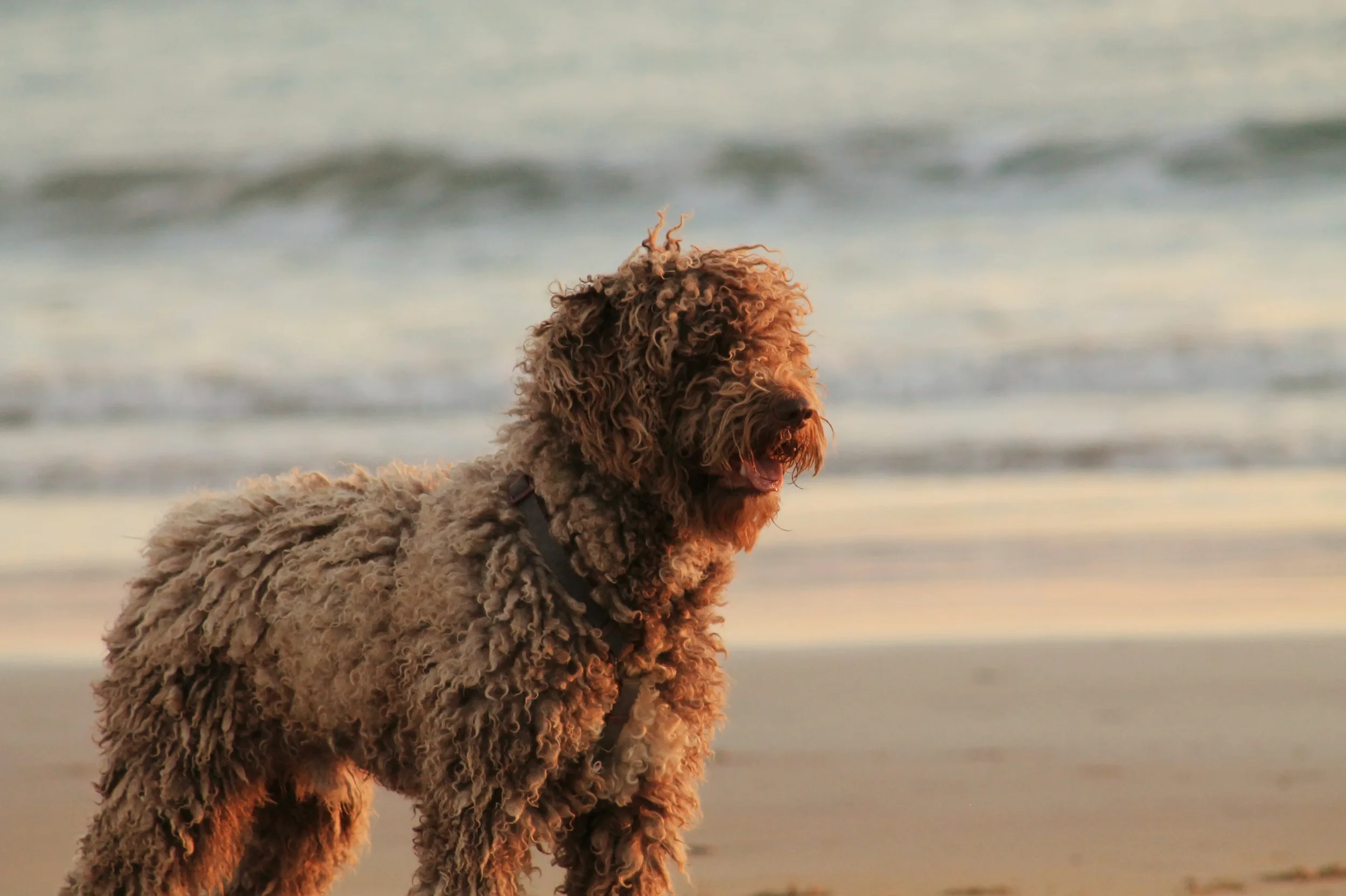 A curly-haired dog standing on the beach with the ocean in the background during sunset.