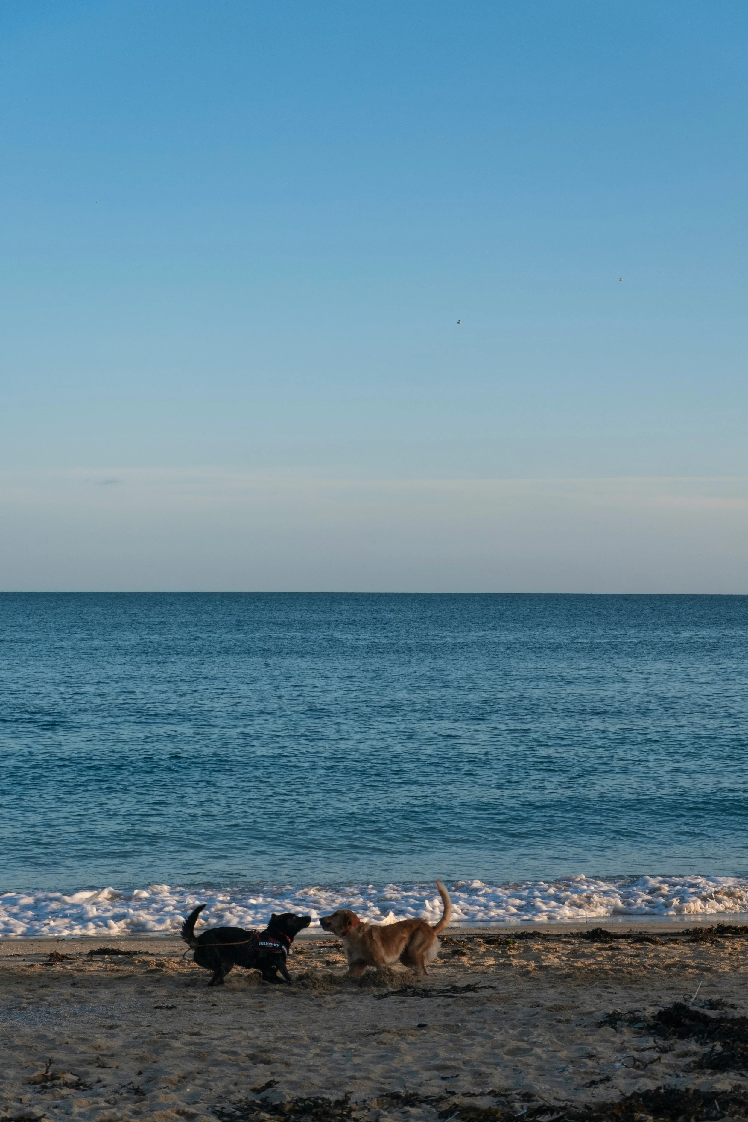 Two dogs playing on the sandy beach near the water with the ocean and sky in the background.