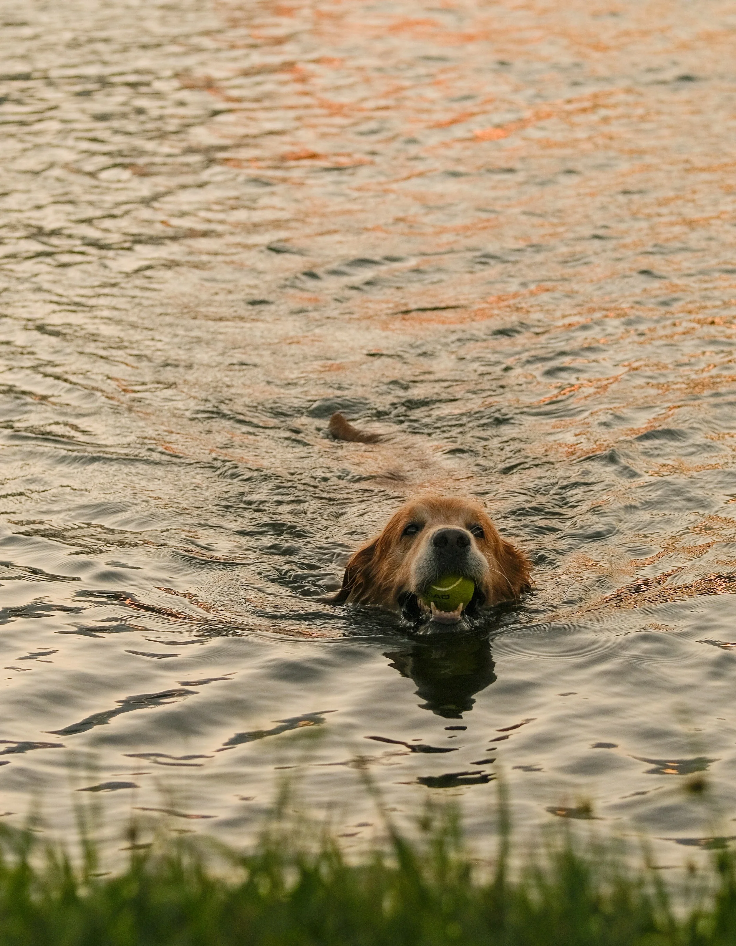 A golden retriever swimming in a body of water during sunset with a tennis ball in its mouth