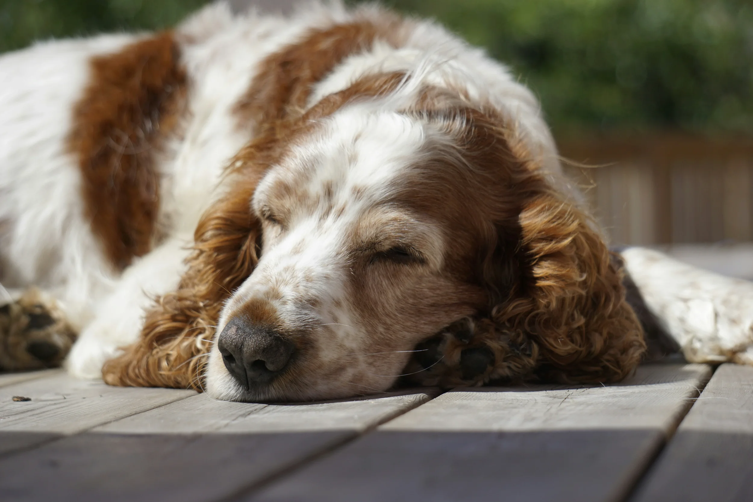 A close-up of a dog sleeping on a wooden surface, with a background of greenery.