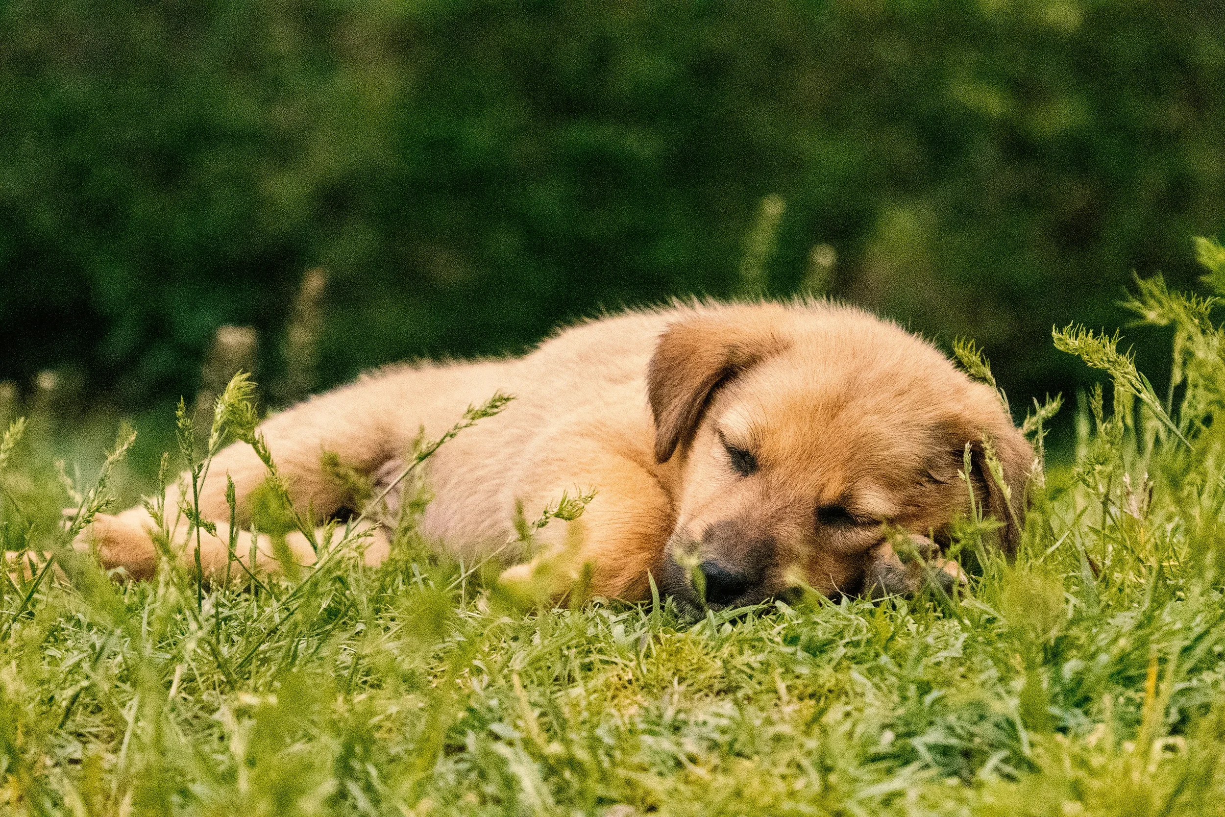 A sleeping puppy lying on green grass with plants around.
