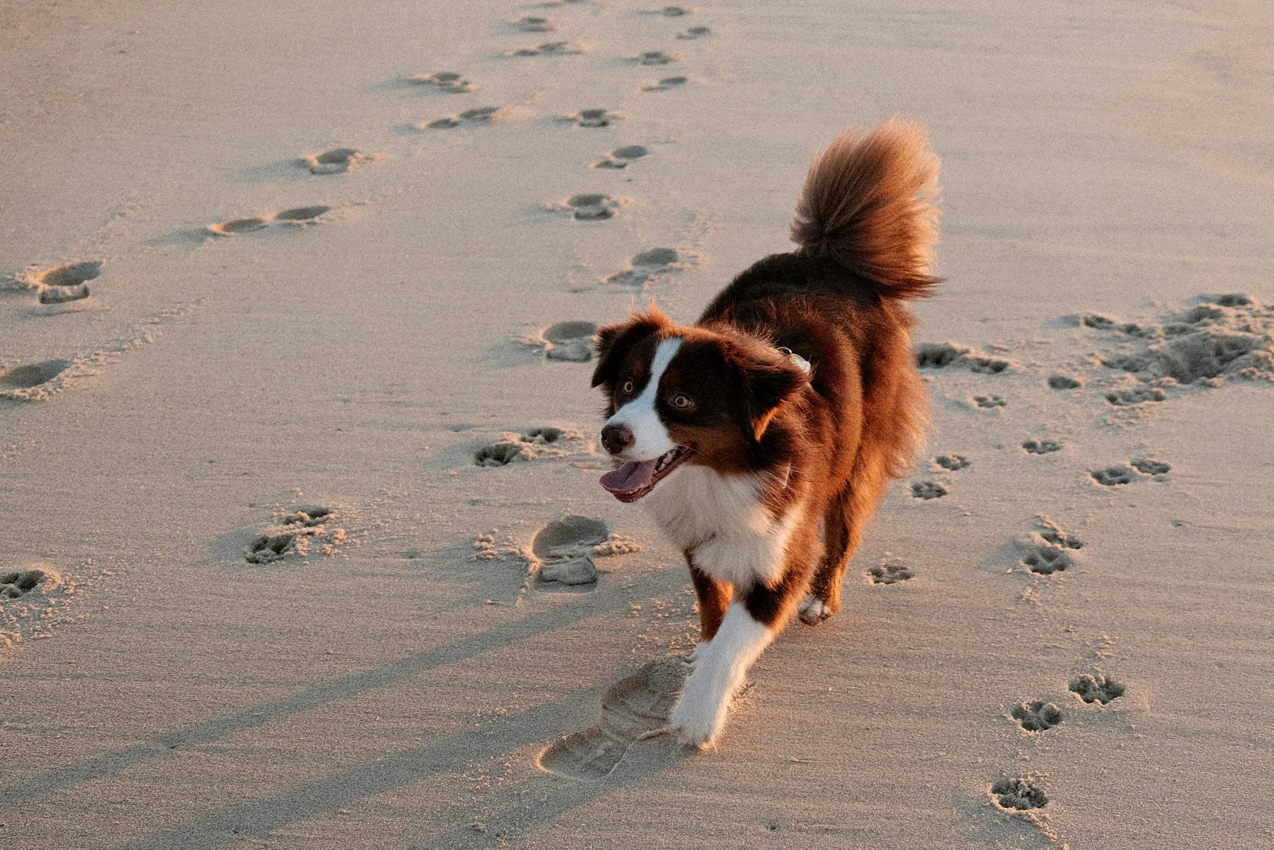 A happy Border Collie dog running on a sandy beach with footprints in the sand.