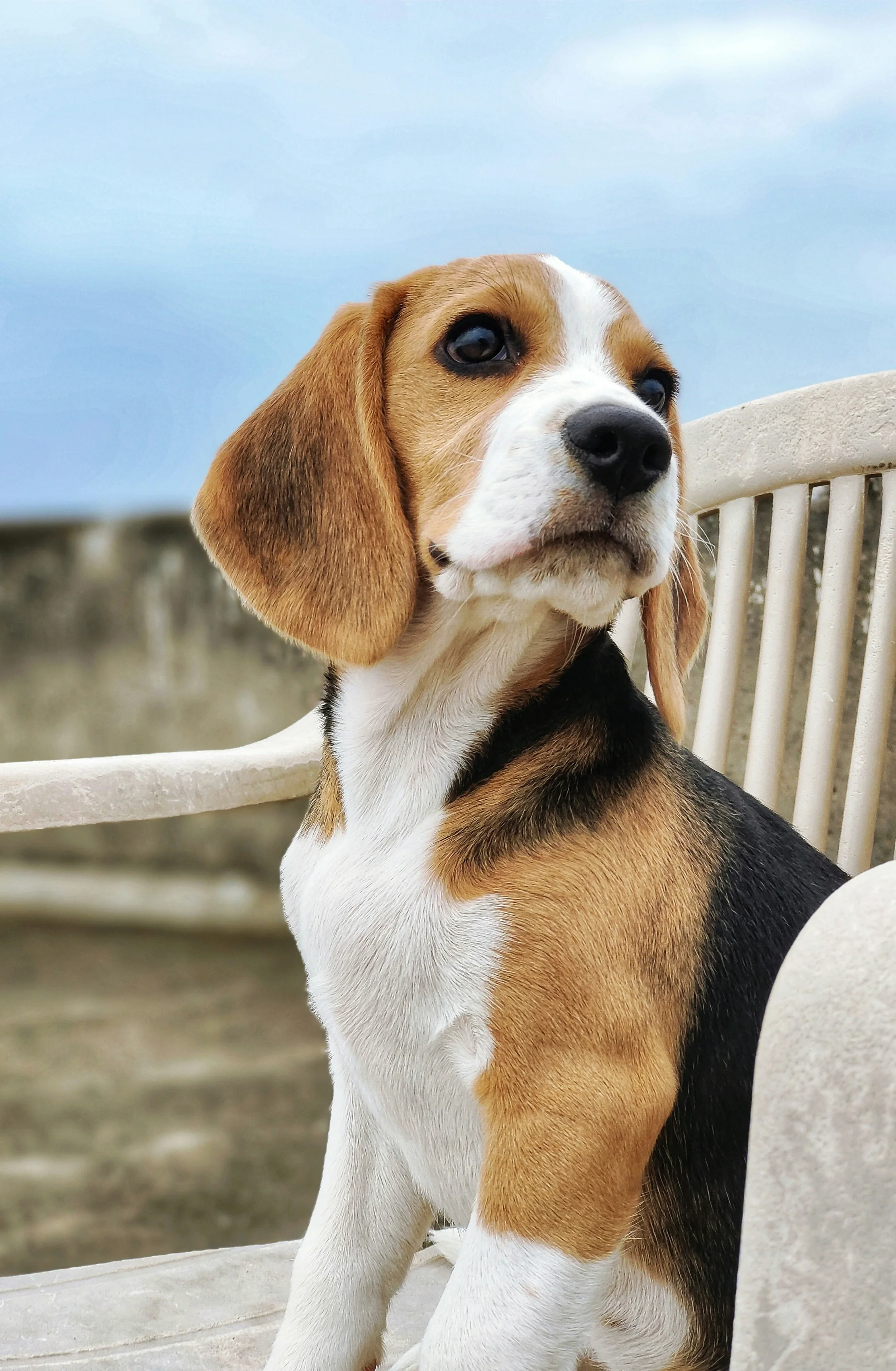 A Beagle puppy sitting on a white outdoor bench with a neutral expression, against a background of a blue sky and blurred outdoor setting.