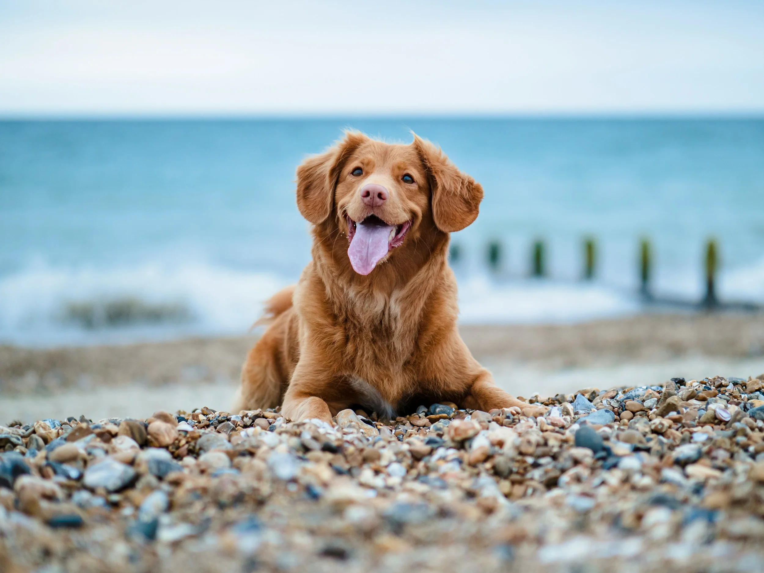 A brown dog lying on a pebbled beach with the ocean in the background, tongue out and looking happy.