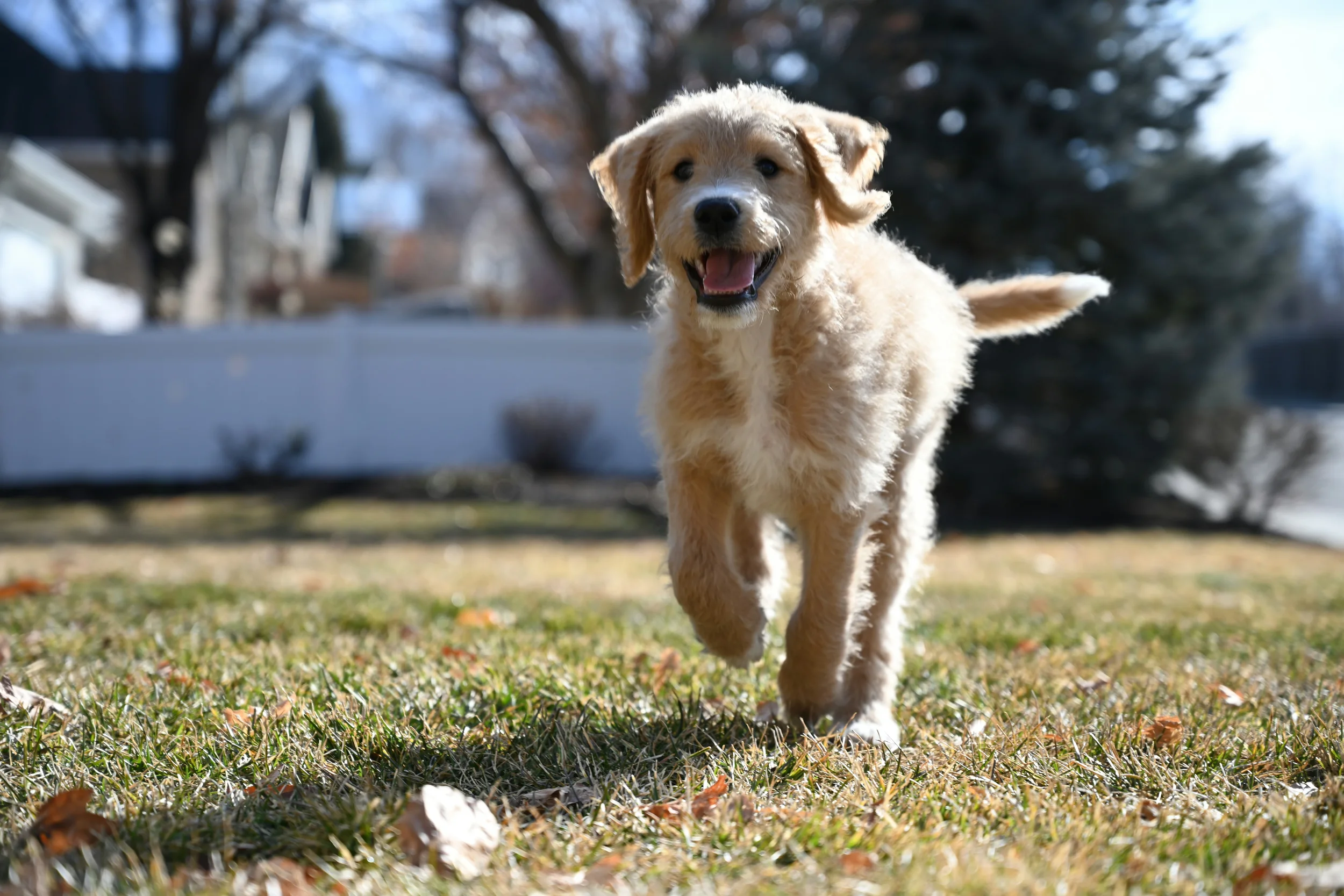 A happy golden retriever puppy running toward the camera on a grassy lawn with houses and trees in the background.