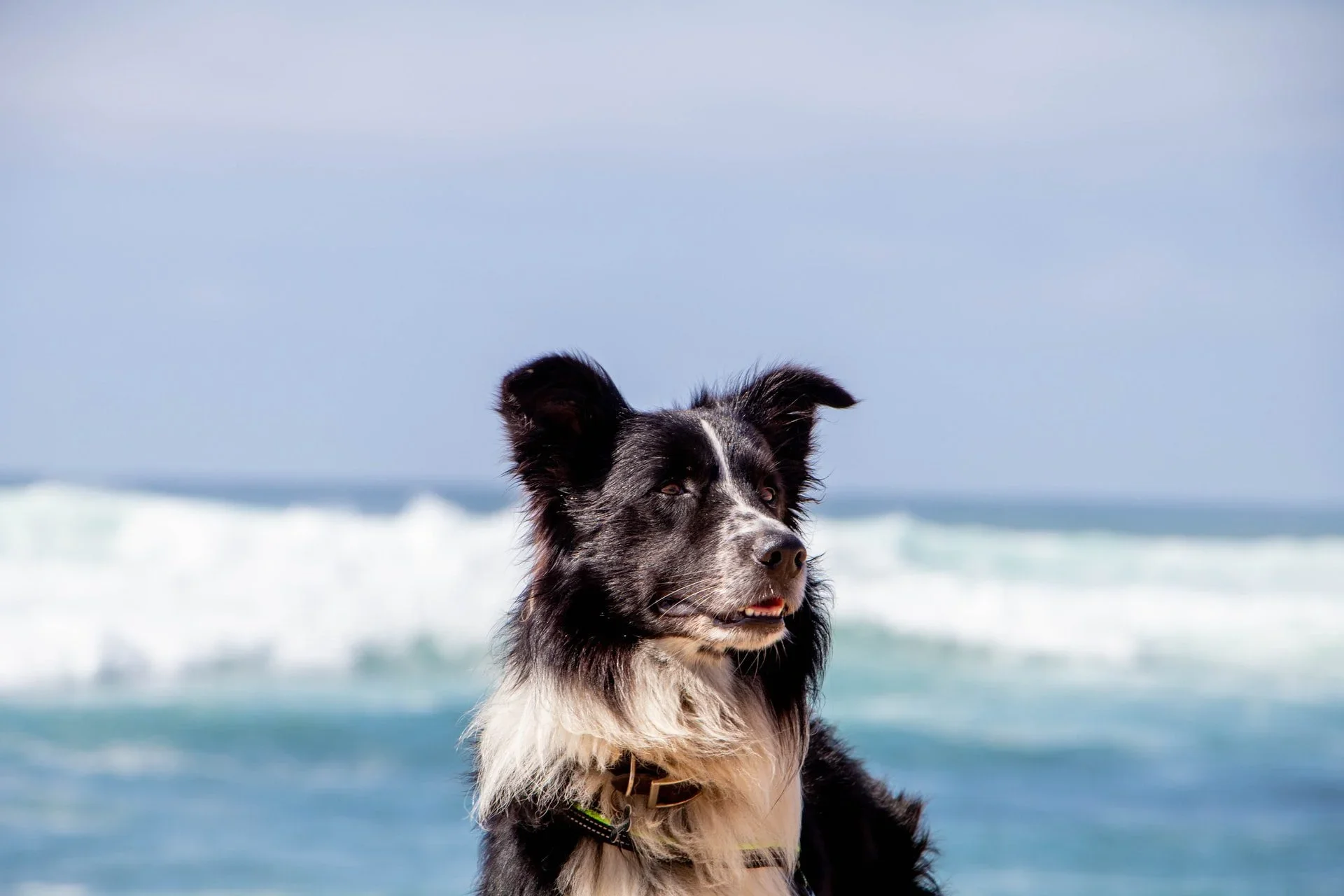 Border collie dog at the beach with ocean waves in the background