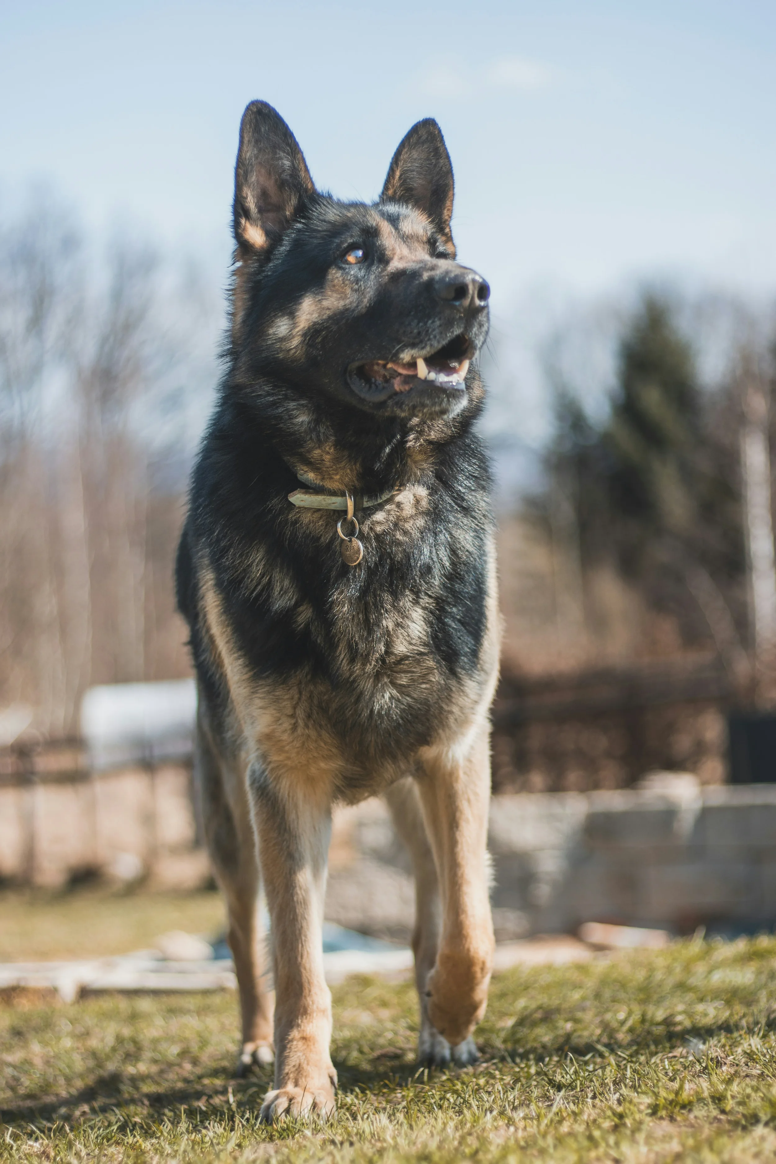 A German Shepherd dog standing outdoors on grass with a partly cloudy sky in the background.