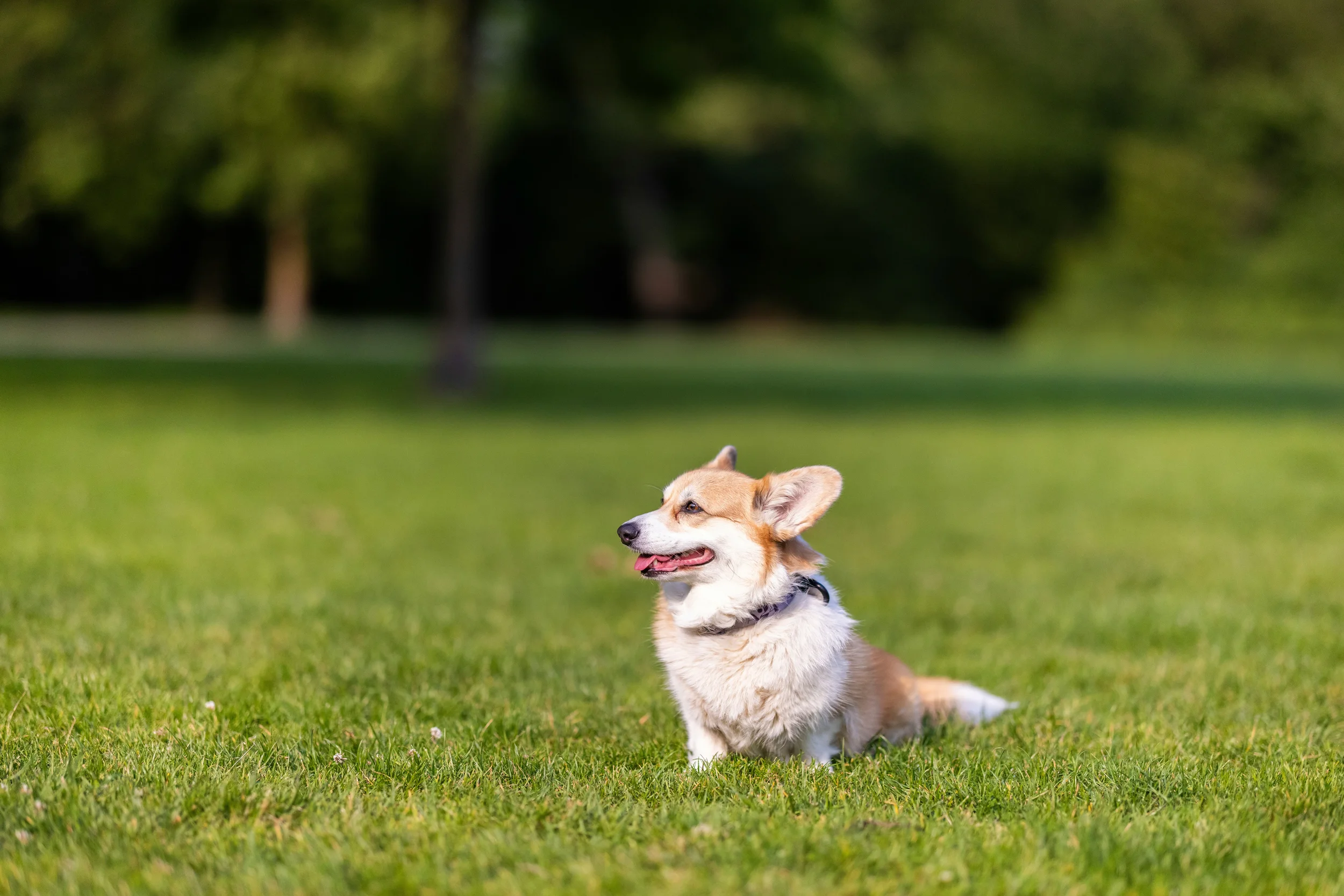 Understanding Your Dogs Nervous System