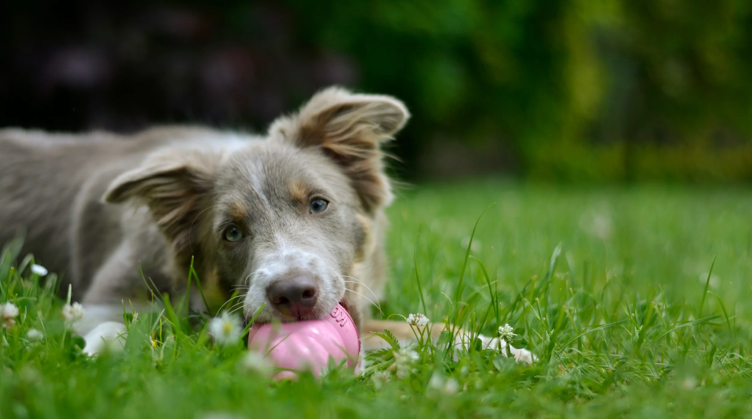 A dog lying on the grass playing with a pink ball in a park with blurred trees in the background.