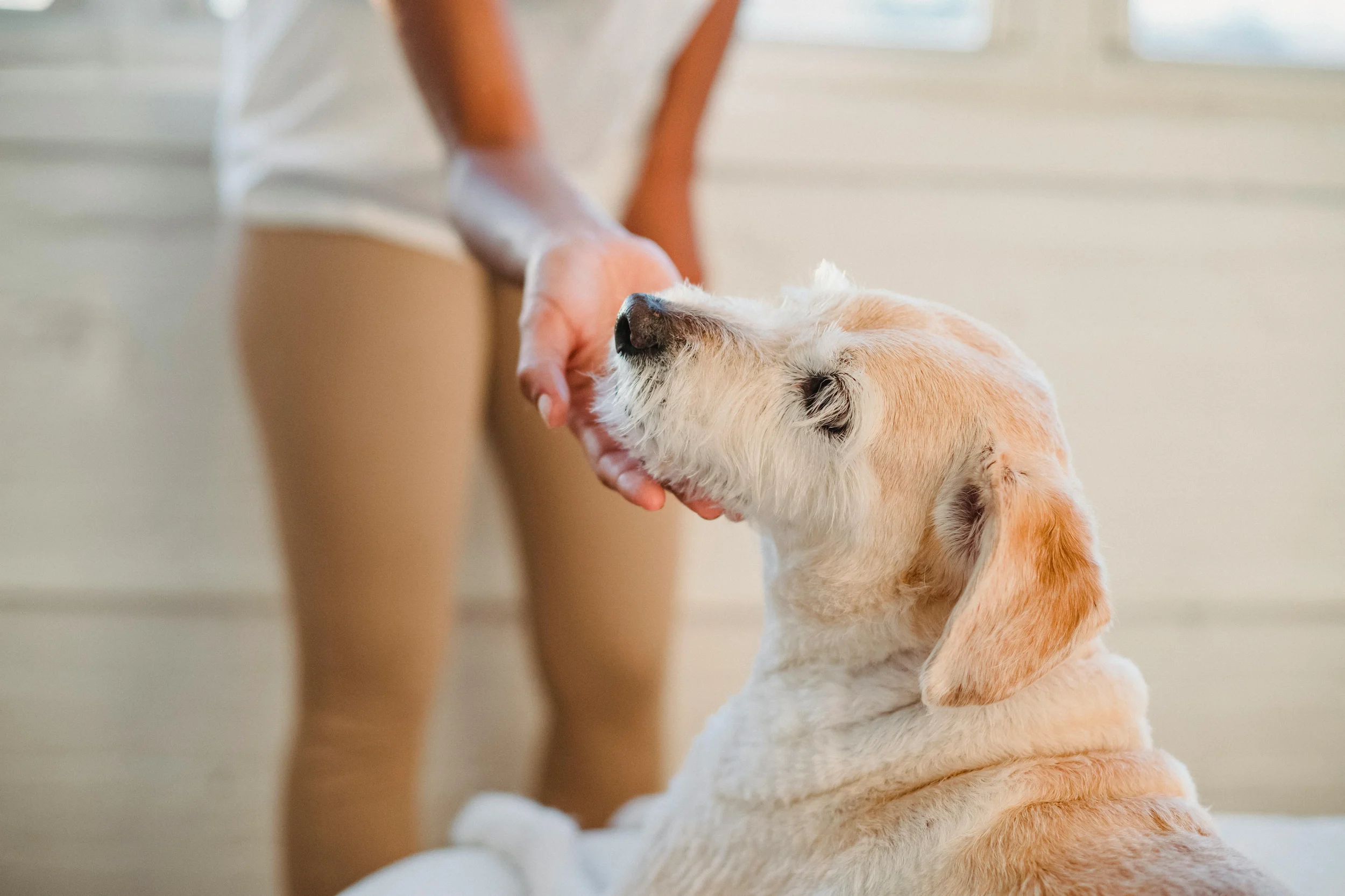 A person feeding a cream-colored dog with a treat or toy, indoors in a bright room.