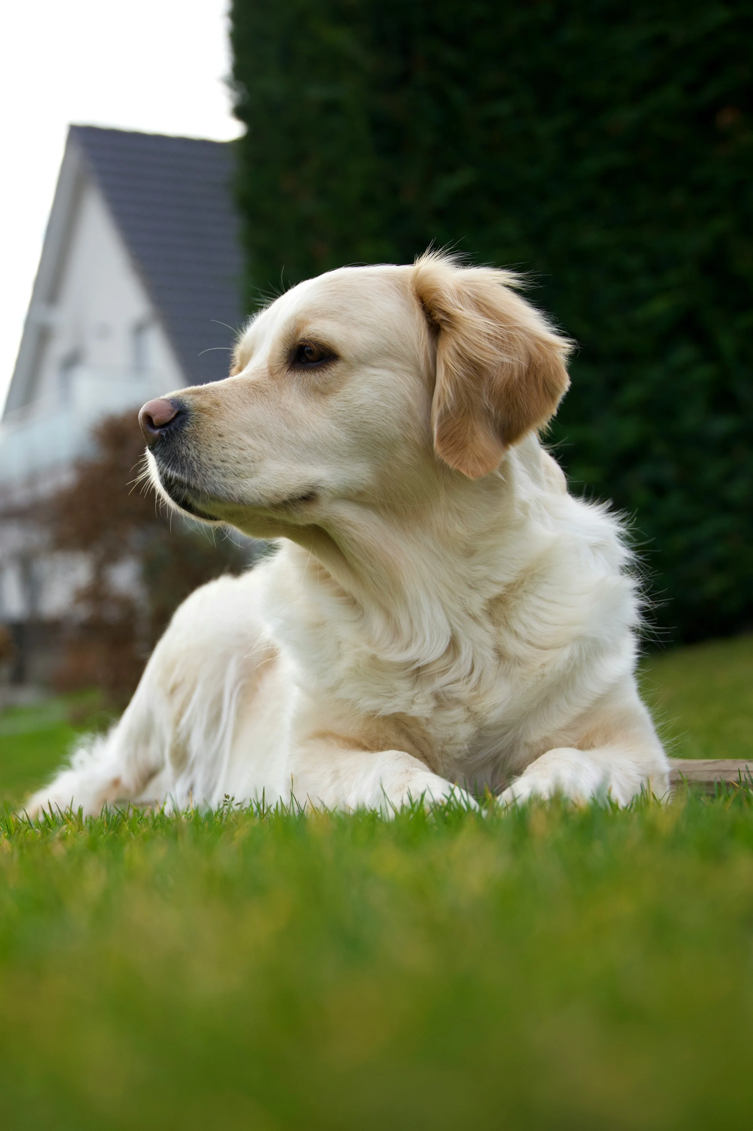 A cream-colored retriever dog lying on green grass in a yard with a house and tall hedge in the background.