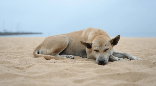 A dog sleeping on a sandy beach with a cloudy sky in the background.