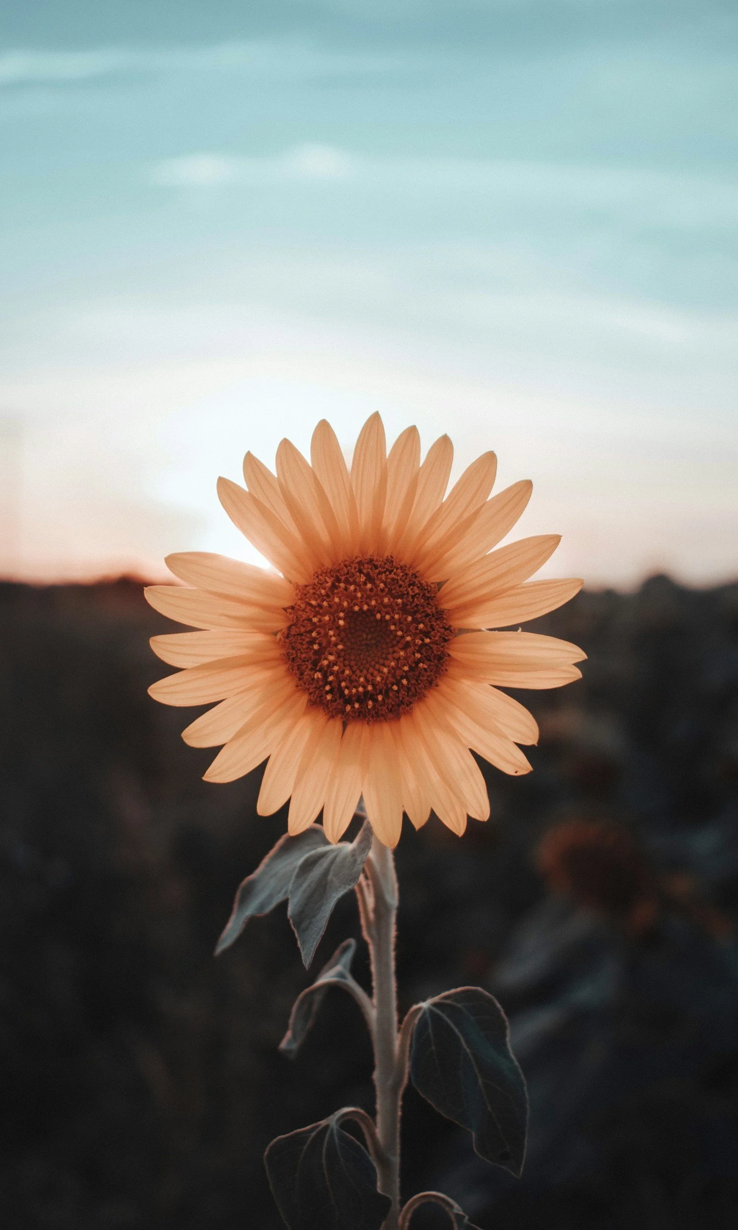 The 5 A’s of Change – Step 2: Appreciation
