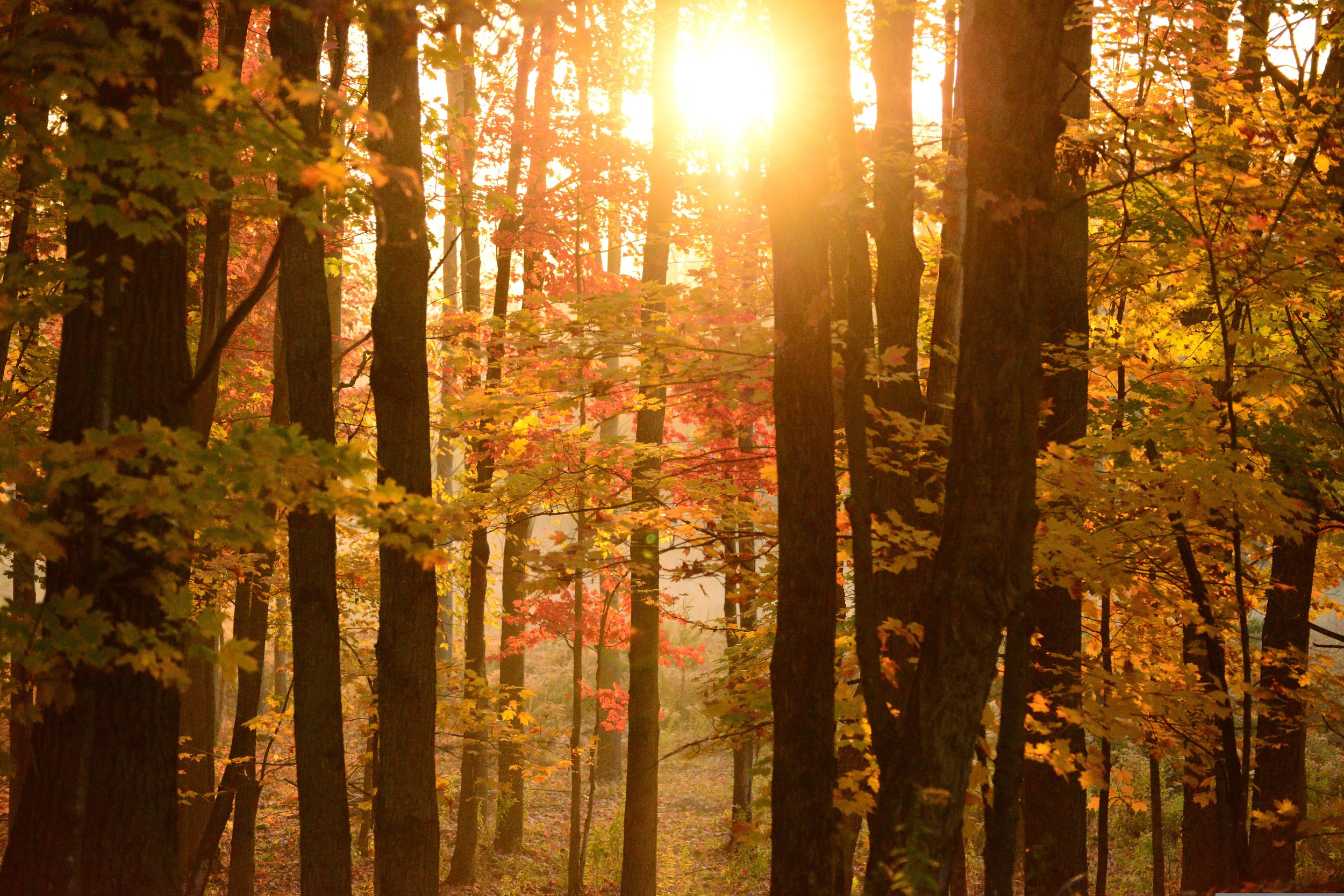 Sunlight streaming through a autumn forest with colorful fall foliage.
