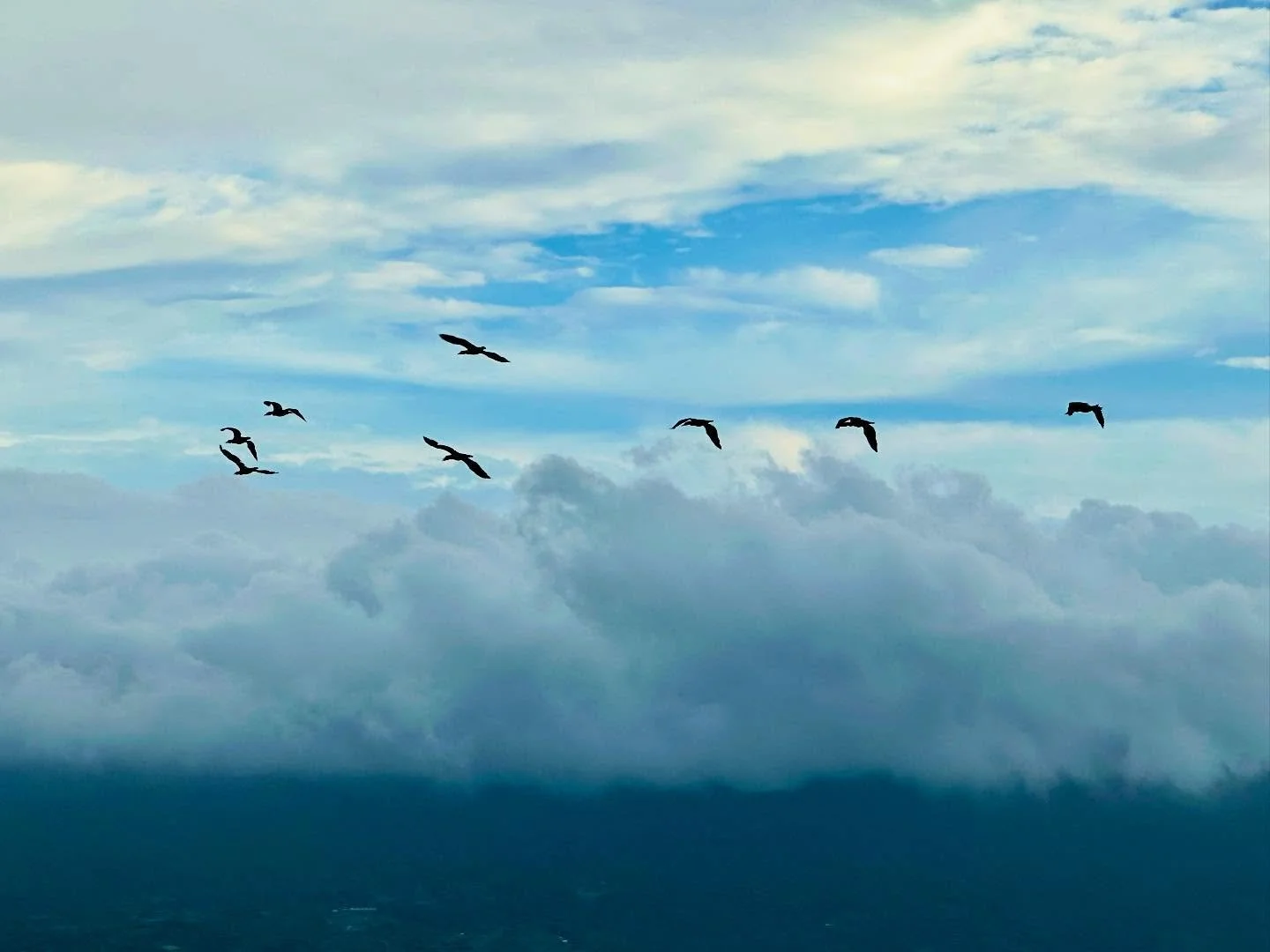 2025012_鳥郷海岸の鳥達