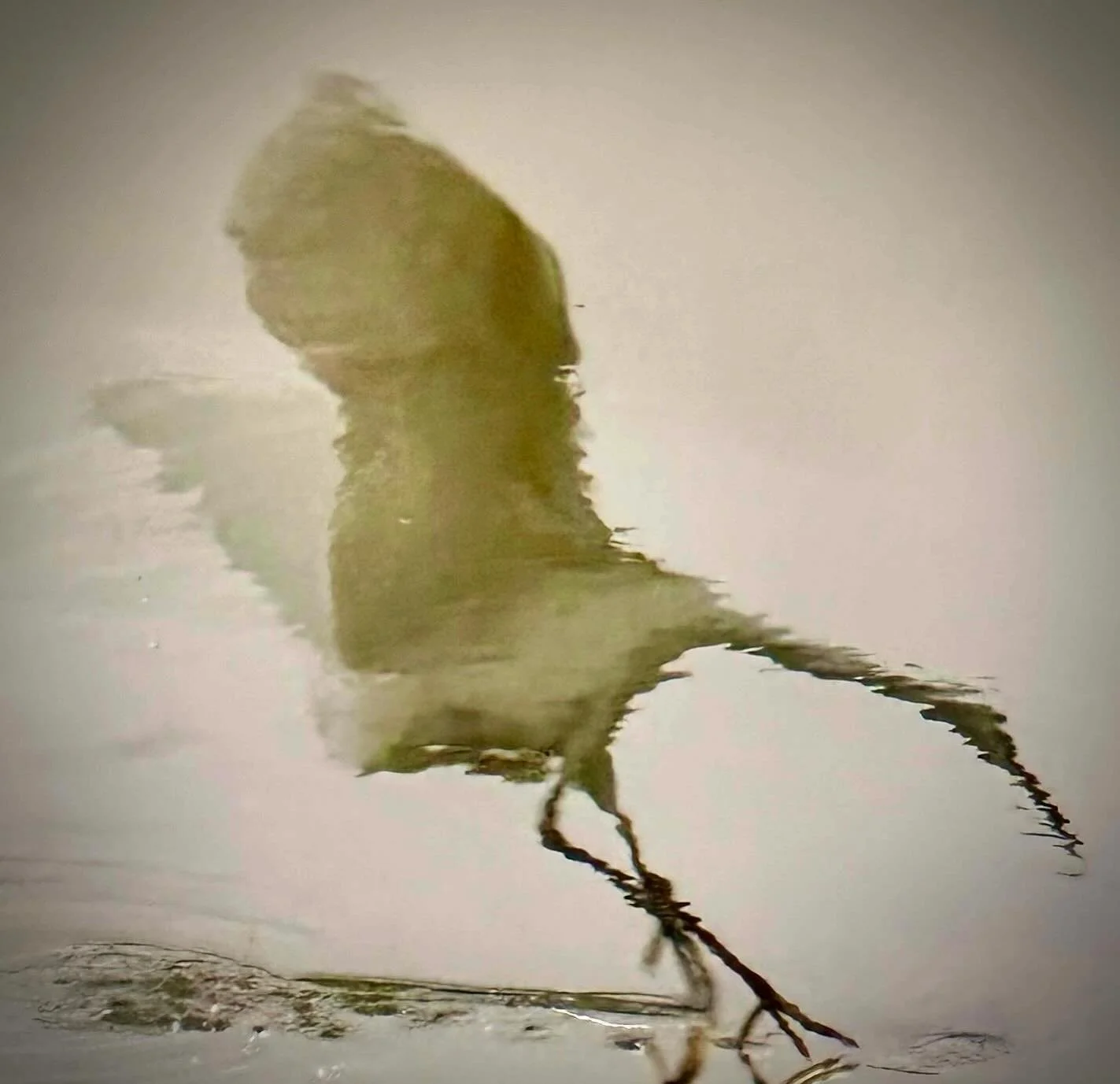 波紋の中の水鳥