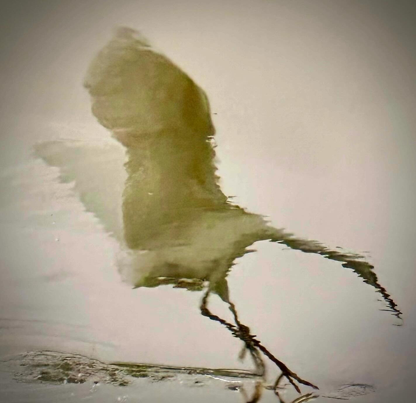 波紋の中の水鳥