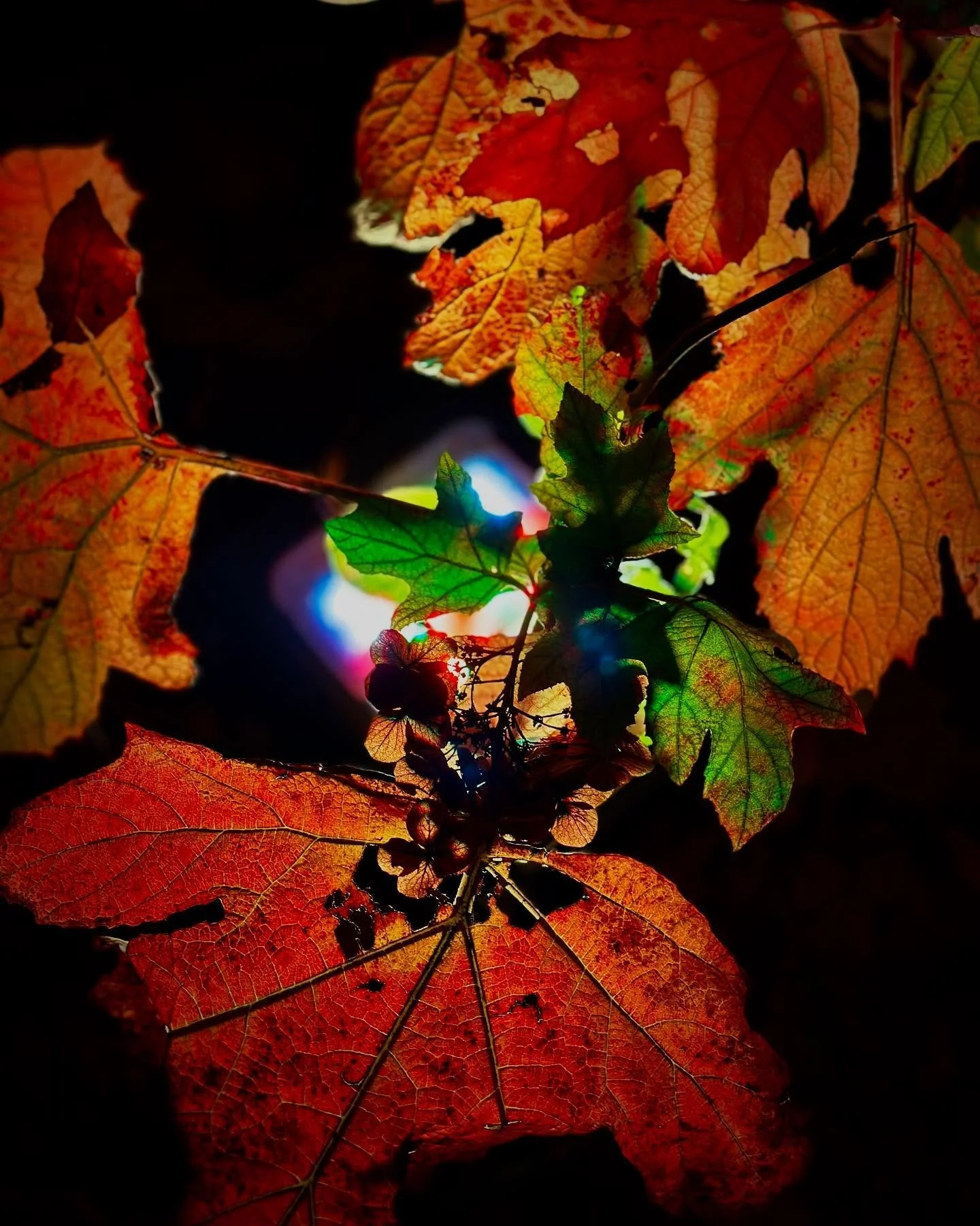 20241214 東京ミッドタウン