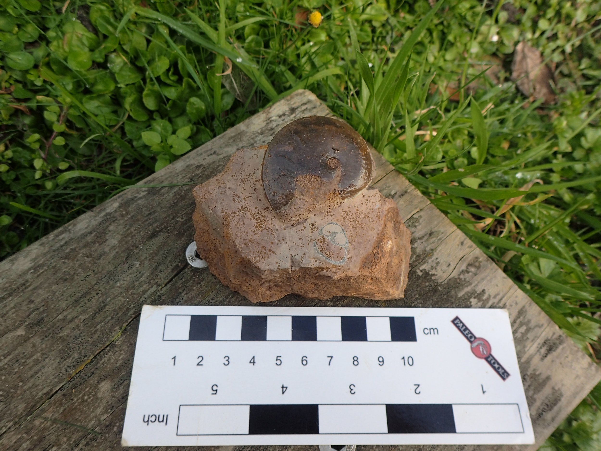 Oxycerites Flat Ammonite