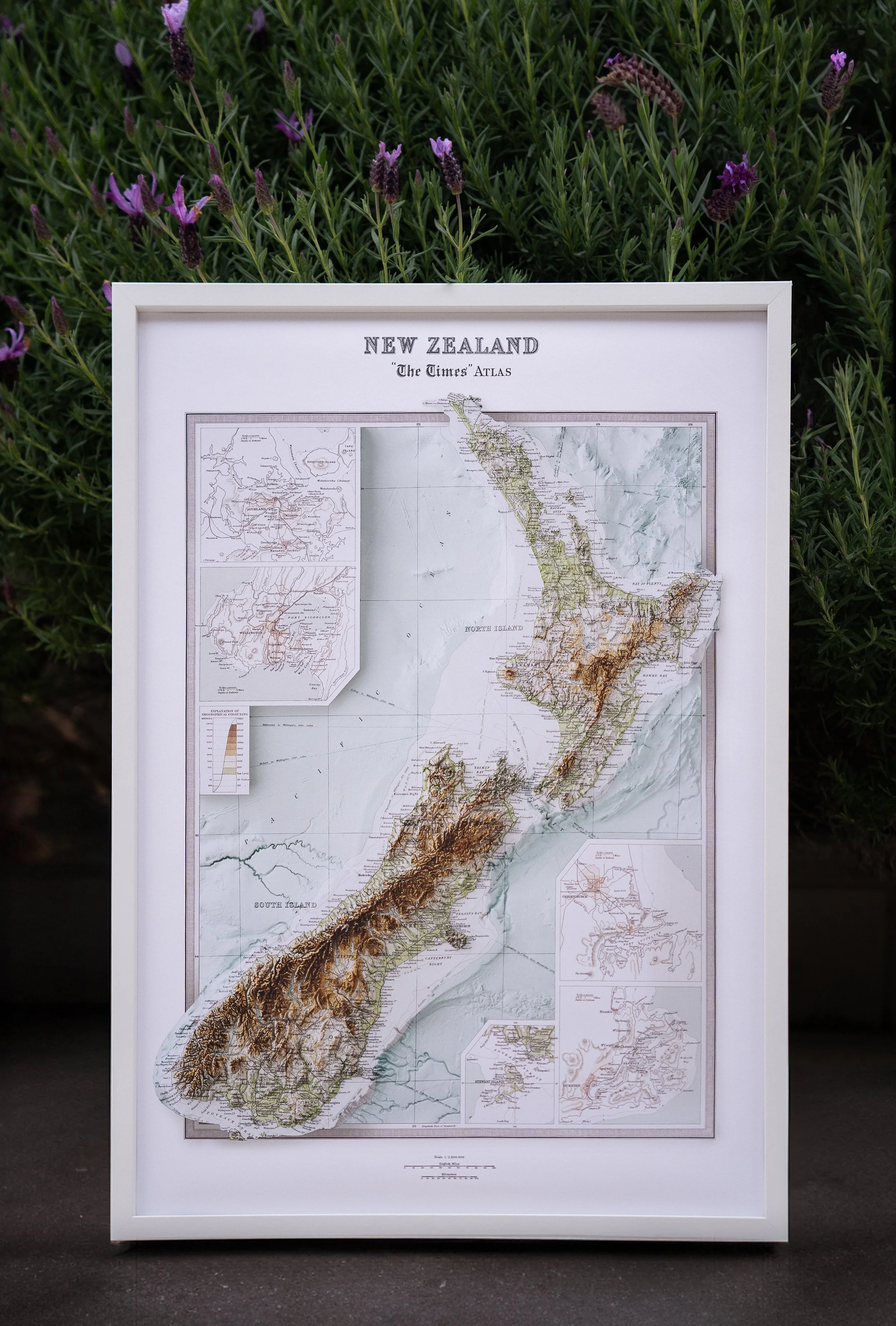 Framed map of New Zealand with topographical details, placed outdoors in front of green foliage with purple flowers.
