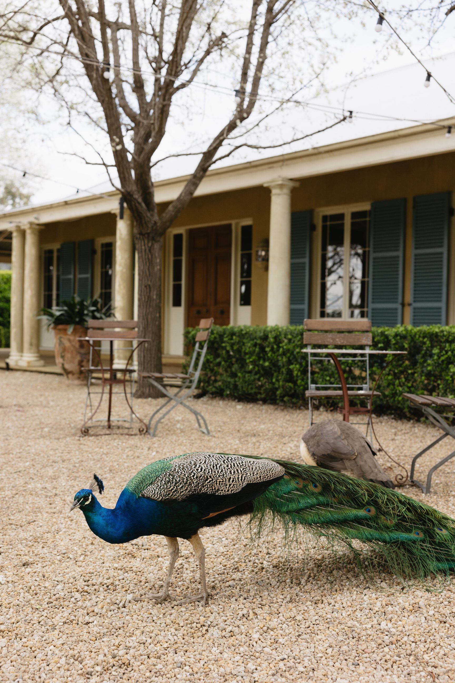 luxury wedding planner nsw - krinklewood estates wedding planner 3.jpg