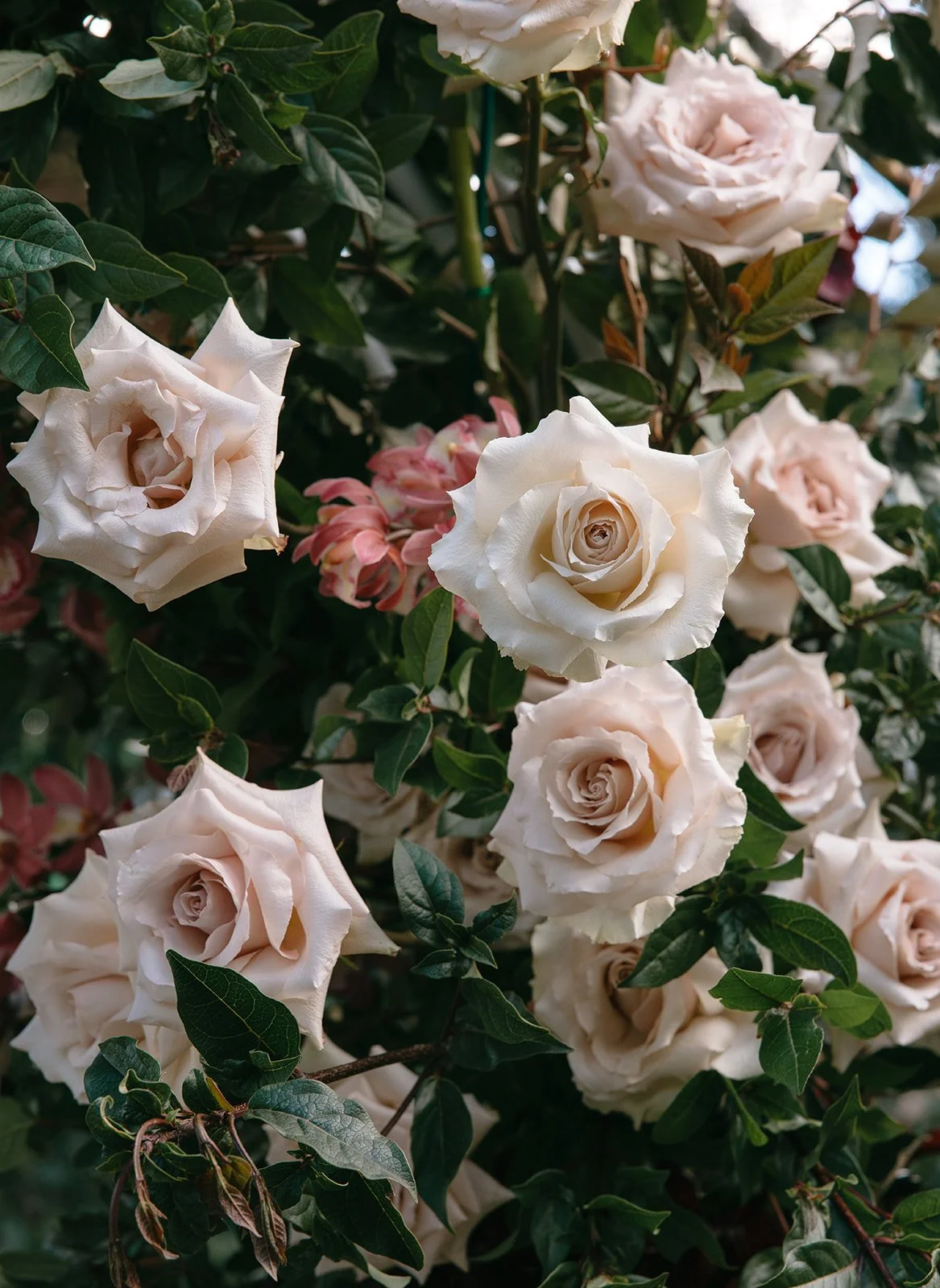 LaurenAnnePhotography-PrintResolution-JardinDeLuz-1137.jpg