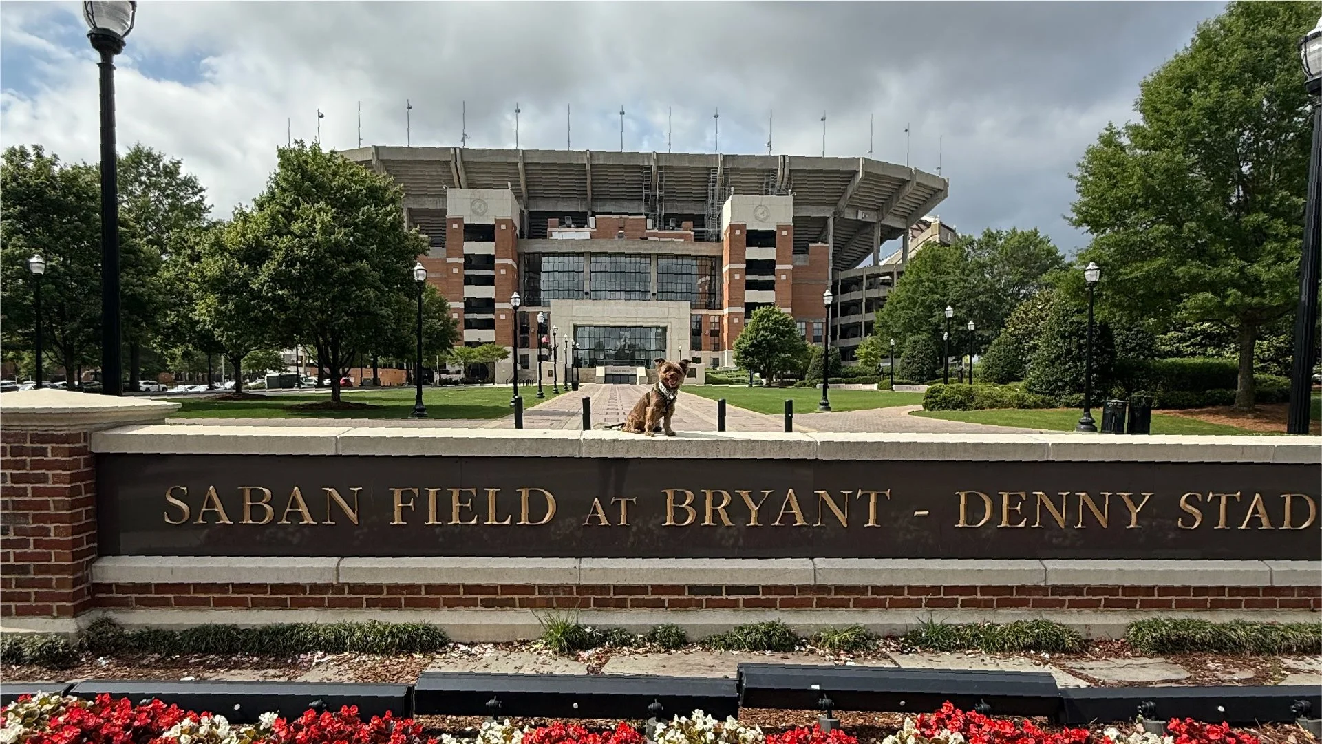 A small dog sitting on a park bench in front of a sign that reads 'Saban Field at Bryant-Denny Stadium,' with a large stadium building in the background and trees lining the walkway.