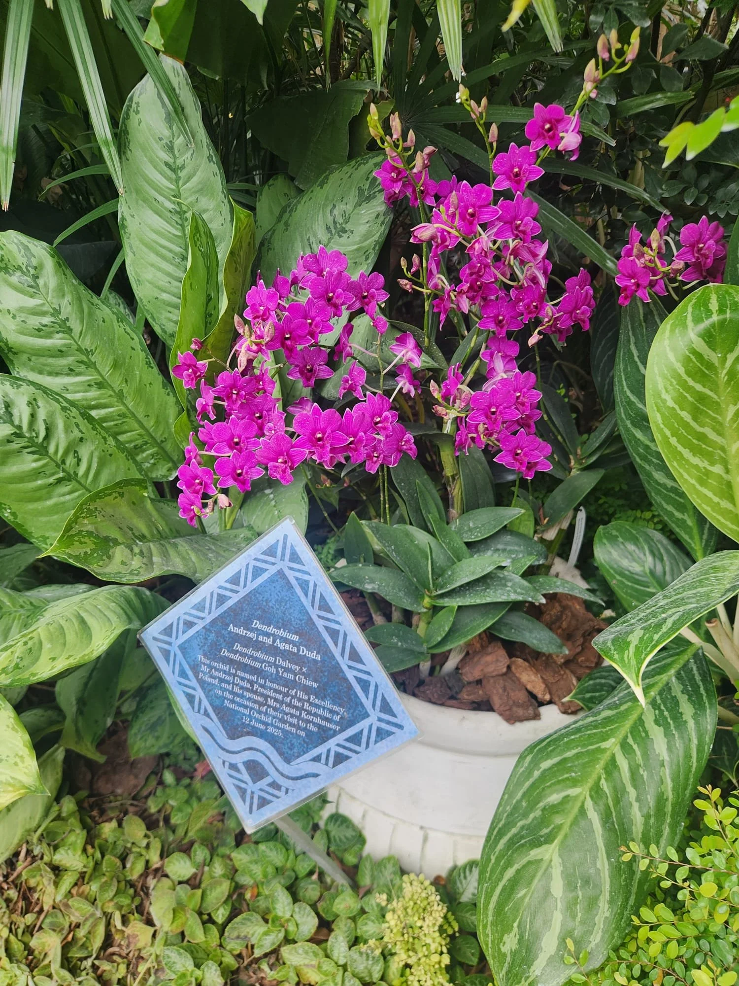 Polski przewodnik Singapur. Ogród Botaniczny.. Singapur po polsku.