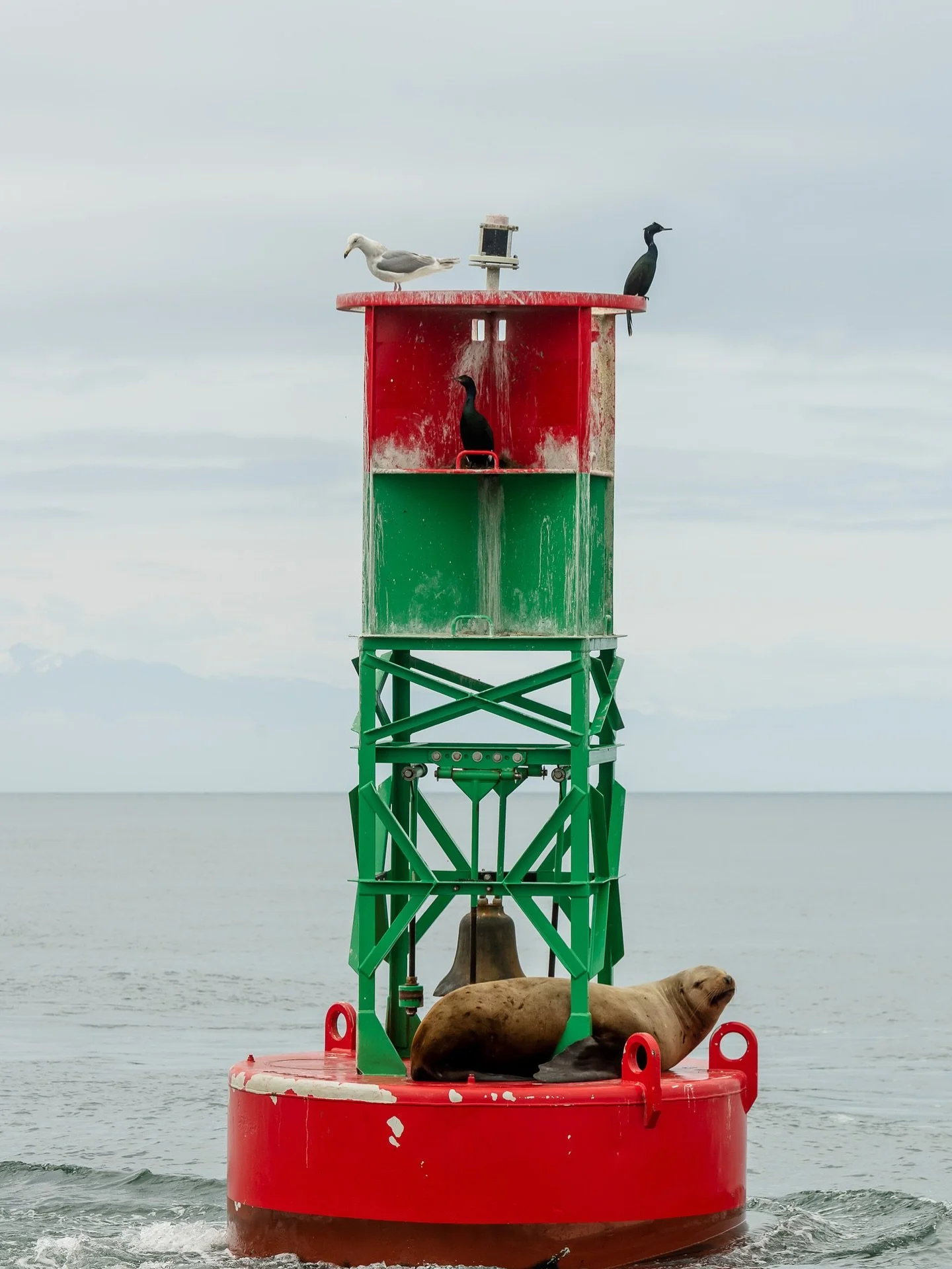 You never know who you&rsquo;ll find on our Deception Pass Tours!