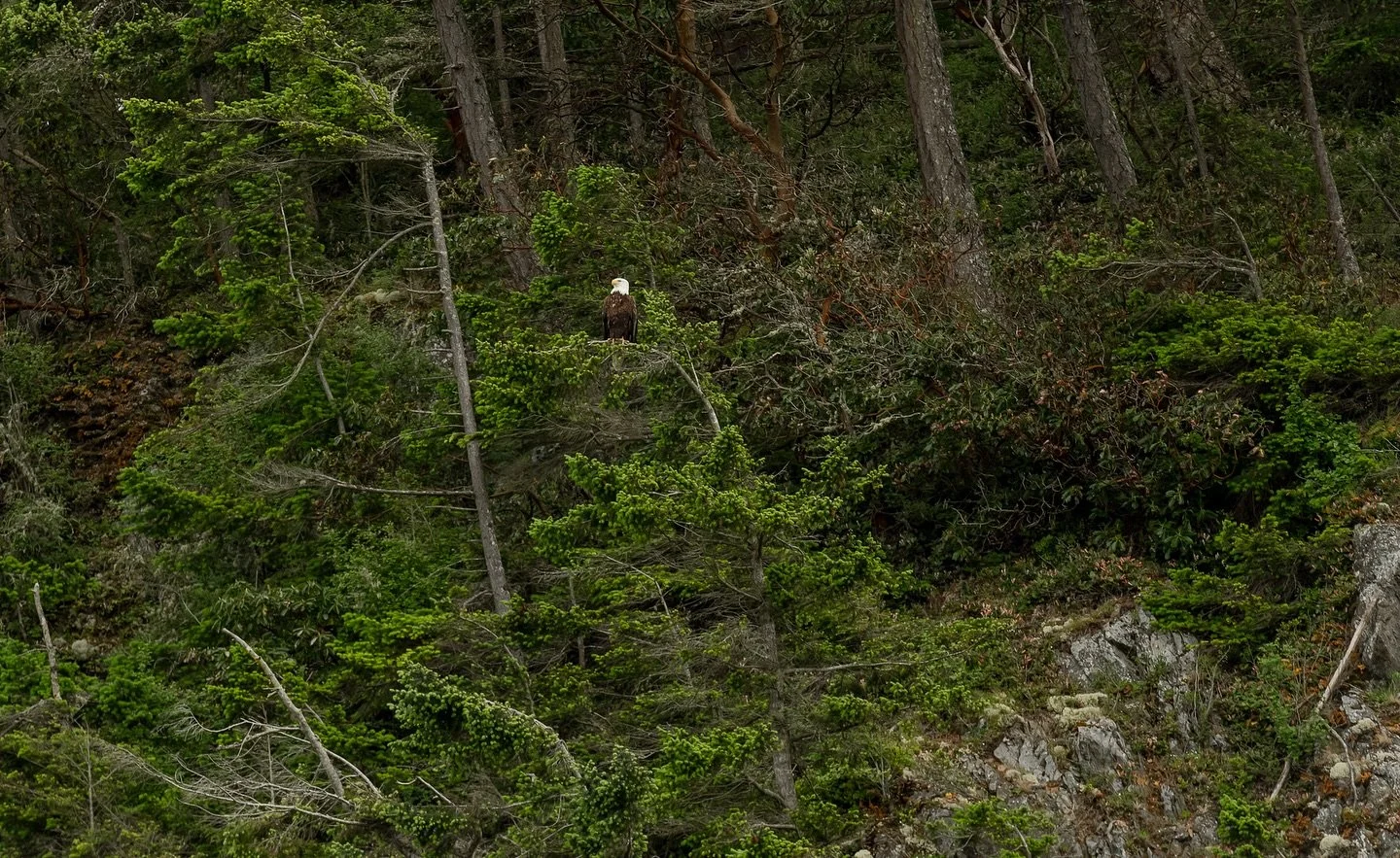 When visiting the Pacific Northwest, it&rsquo;s never a bad idea to keep an eye out for a white dot in a tree! That&rsquo;s our national bird right now, the Bald Eagle! Did you know that in 1963 there were only 417 nesting pairs of Bald Eagles in the
