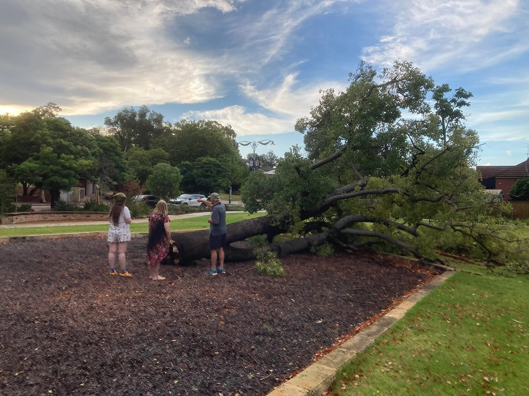 🌳 KURRAJONG TREE LOSS AND YOUR IDEAS FOR SITE RENEWAL 🌳

With the unfortunate loss of the Kurrajong tree during December's storm event, the question is now - what next for this site? What do you want to see happen here?

I raised the community's sh