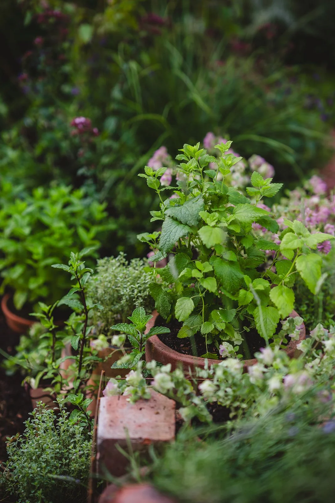 Credit: Sophie Claire Gardens