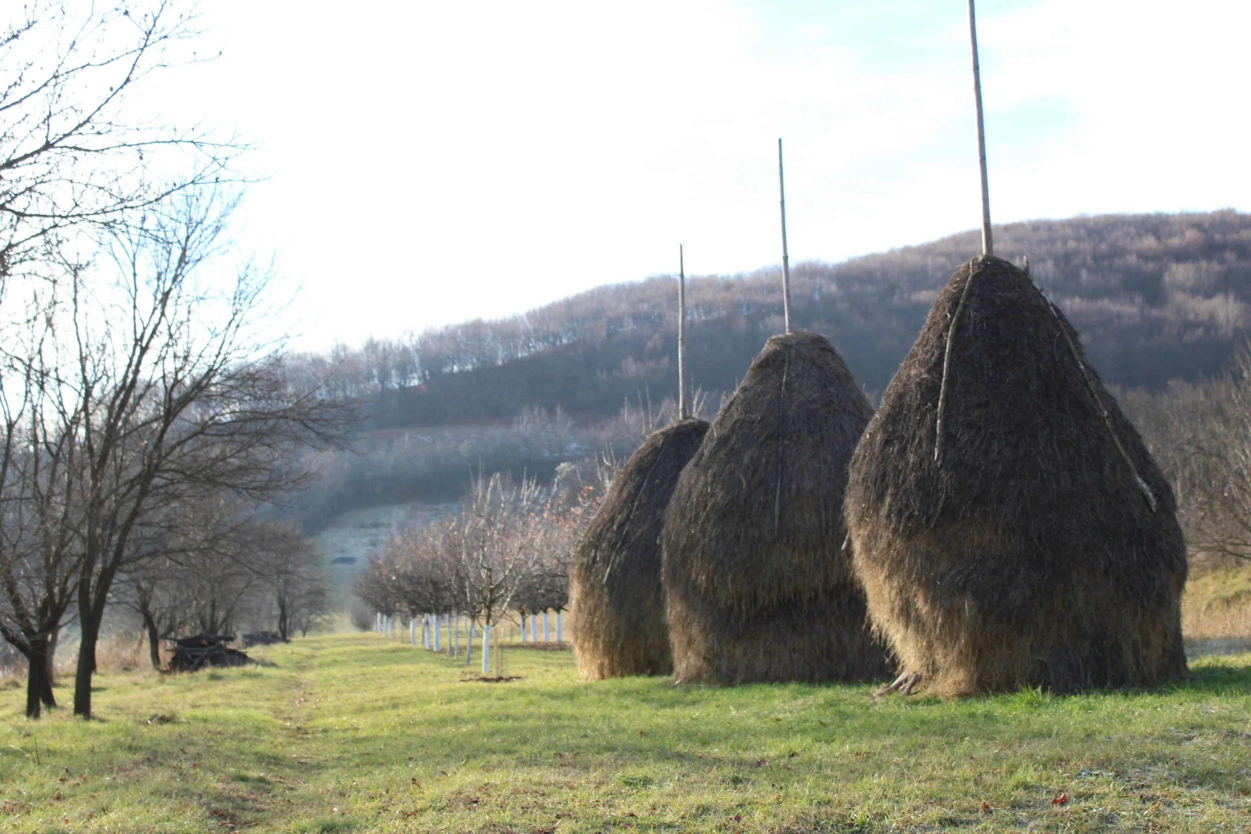 Three large haystacks with poles on top, lined up in a field with trees and a mountain in the background.