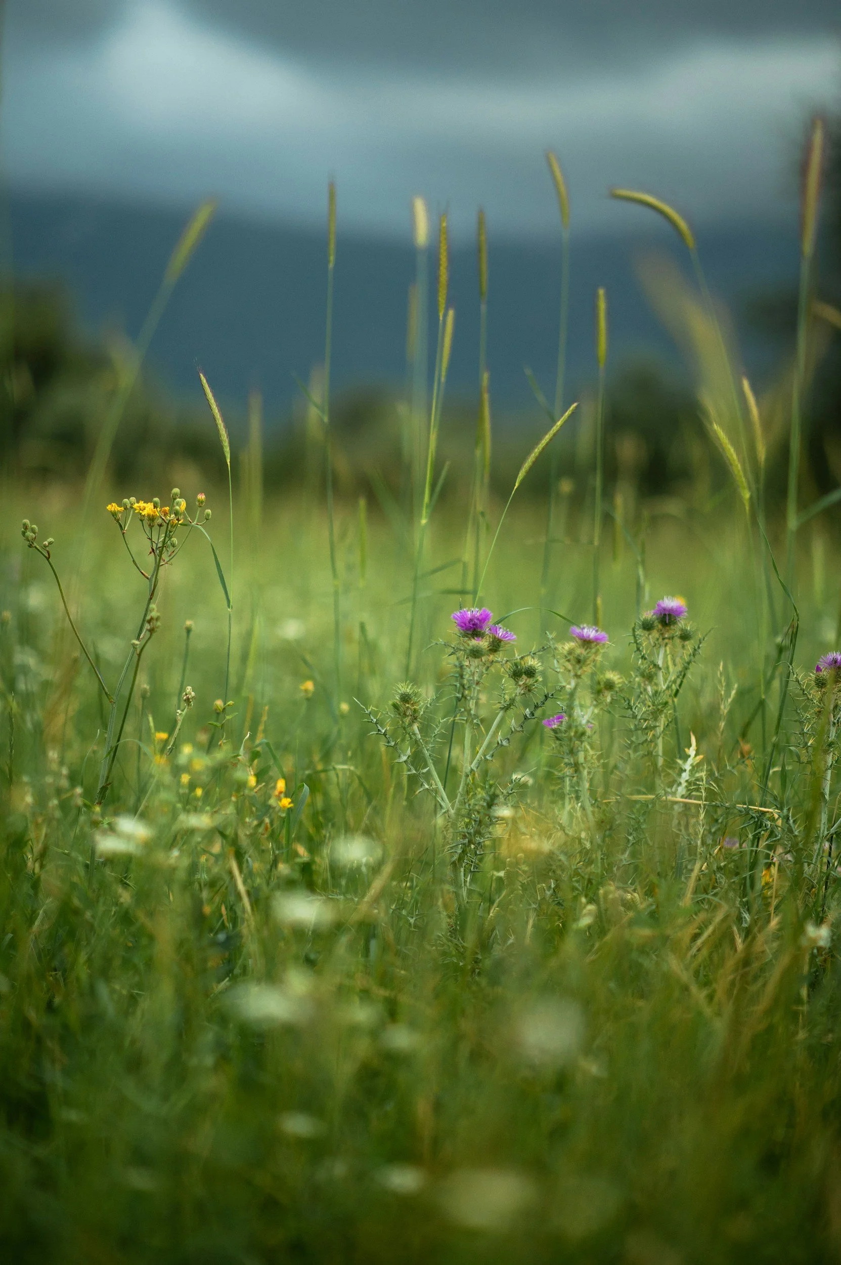 pajiste salbateca in timpul verii cu iarba verde si flori de diverse culori