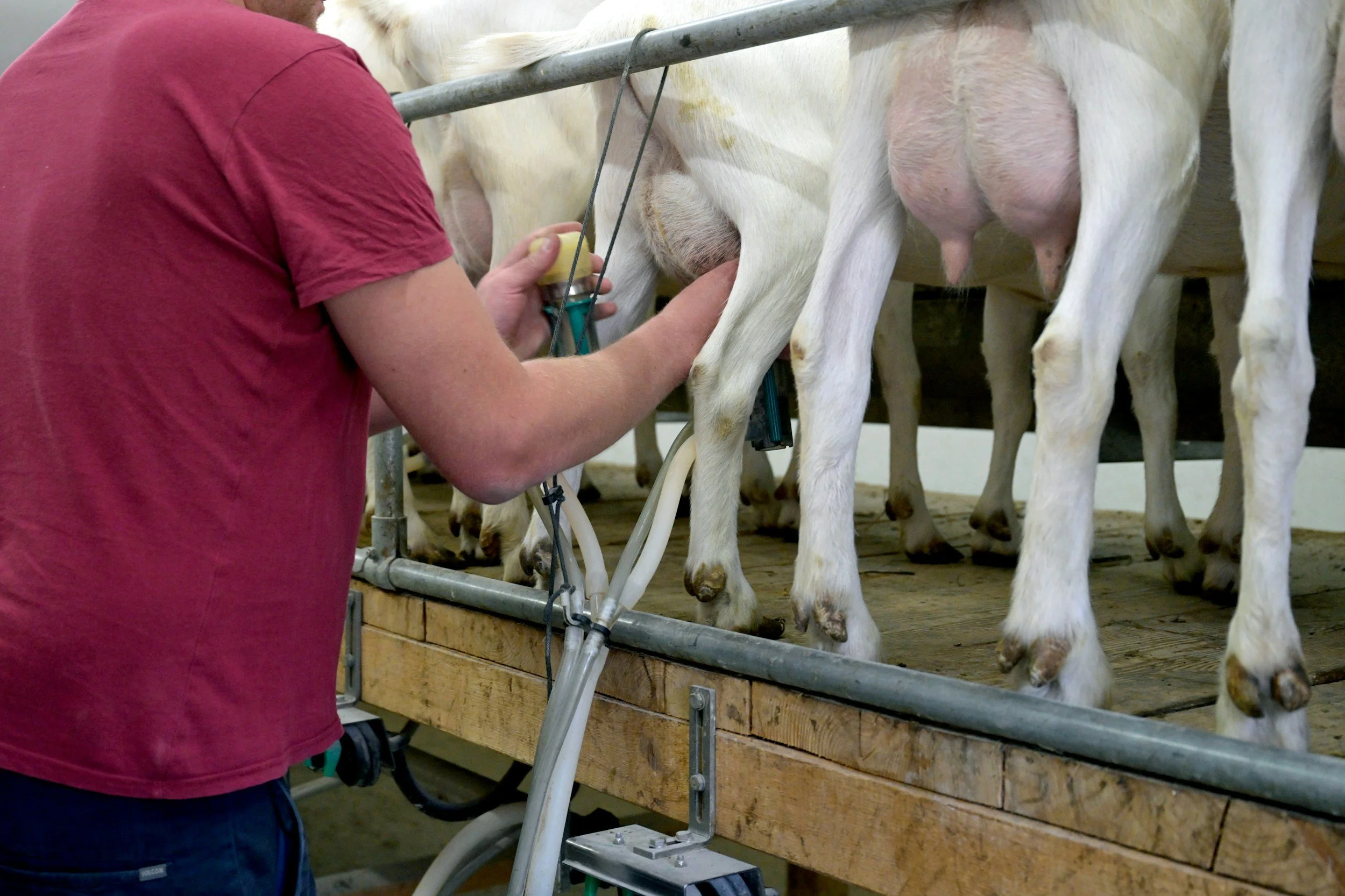 Linie de muls, inainte de branza