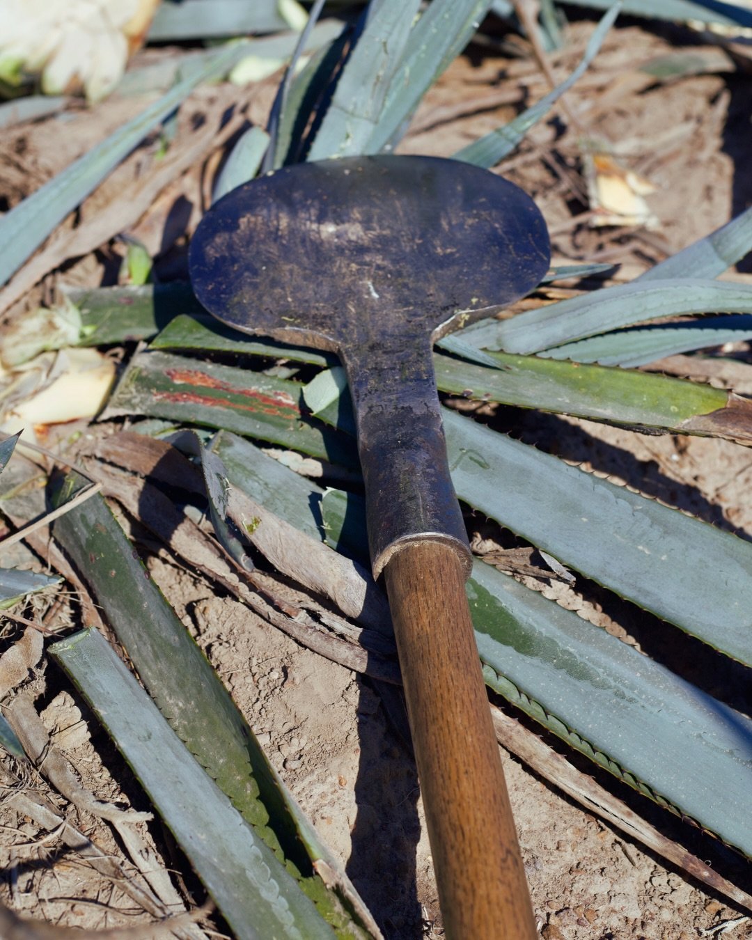 The fields teach patience, skill, and humility.

We&rsquo;ve worked them, watched the harvest, and learned what real tequila takes. Now taste the reward.

.

#ibikatequila #tequilabrand #artisanaltequila #naturaltequila #premiumtequila ibika2025