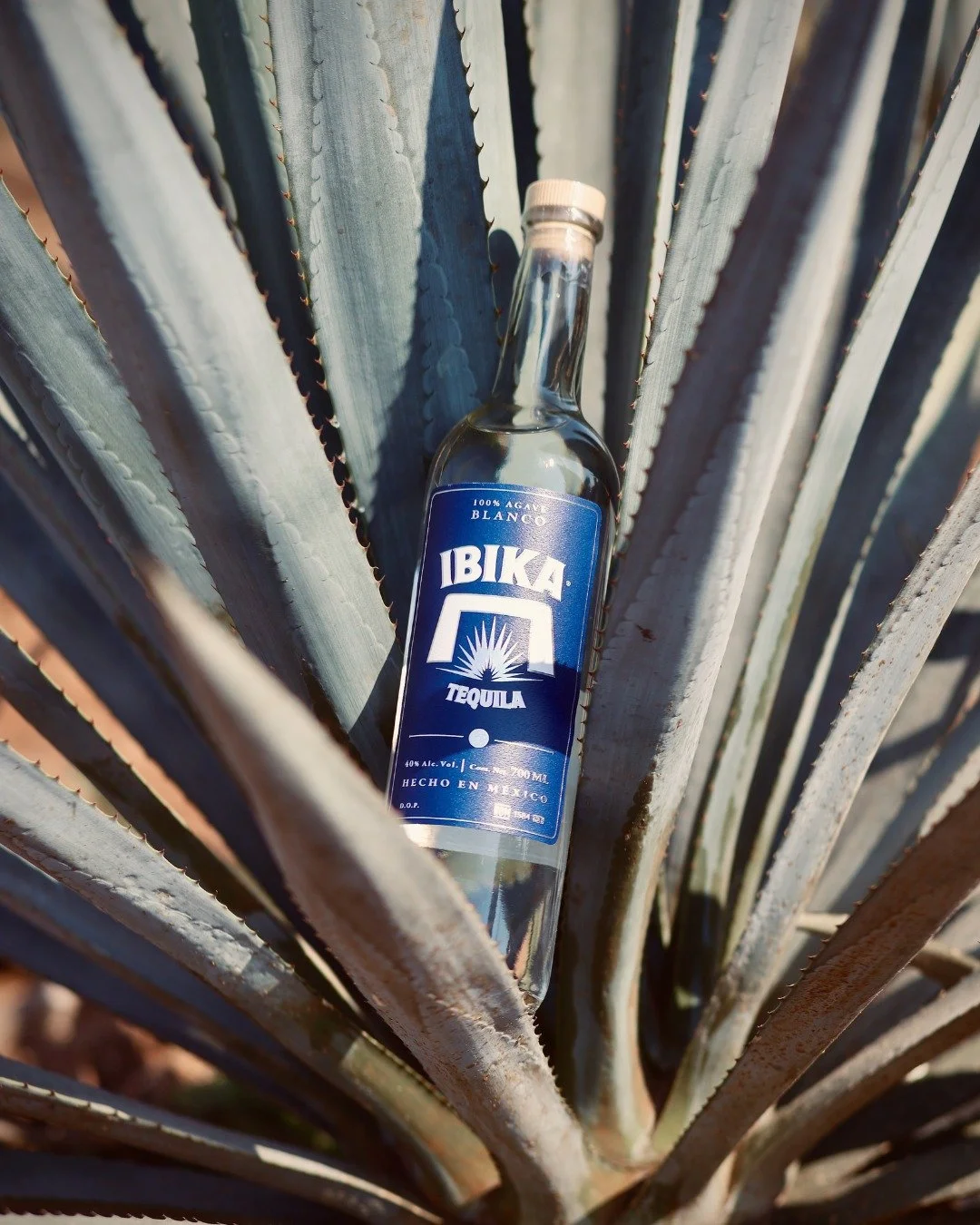 Blanco goes back to where it started - right in the agave fields 🌿✨

Reposado and Still Strength join in, each carrying their own story from the same roots.

Find your pour through the link in bio. 🌵

#ibikatequila #tequilabrand #artisanaltequila #