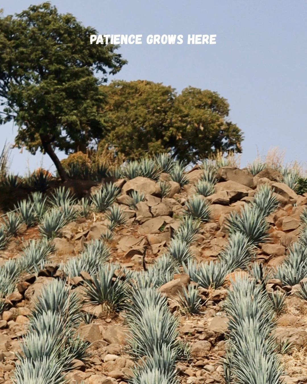 This is where patience live. Years in the earth, guided by tradition, shaped by time. Every bottle begins before the pour

#ibikatequila #tequilabrand #artisanaltequila #naturaltequila #premiumtequila #ibika2026

Picture 1:
Agave plants growing in ro