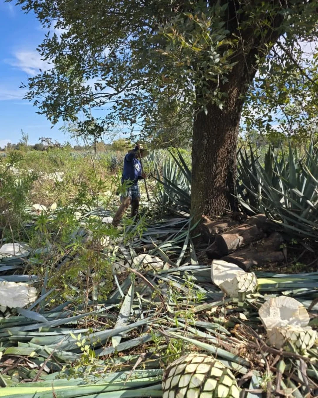 Cut by hand, crafted by heart, harvesting the Ibika way

Read more about Ibika online (link in bio)