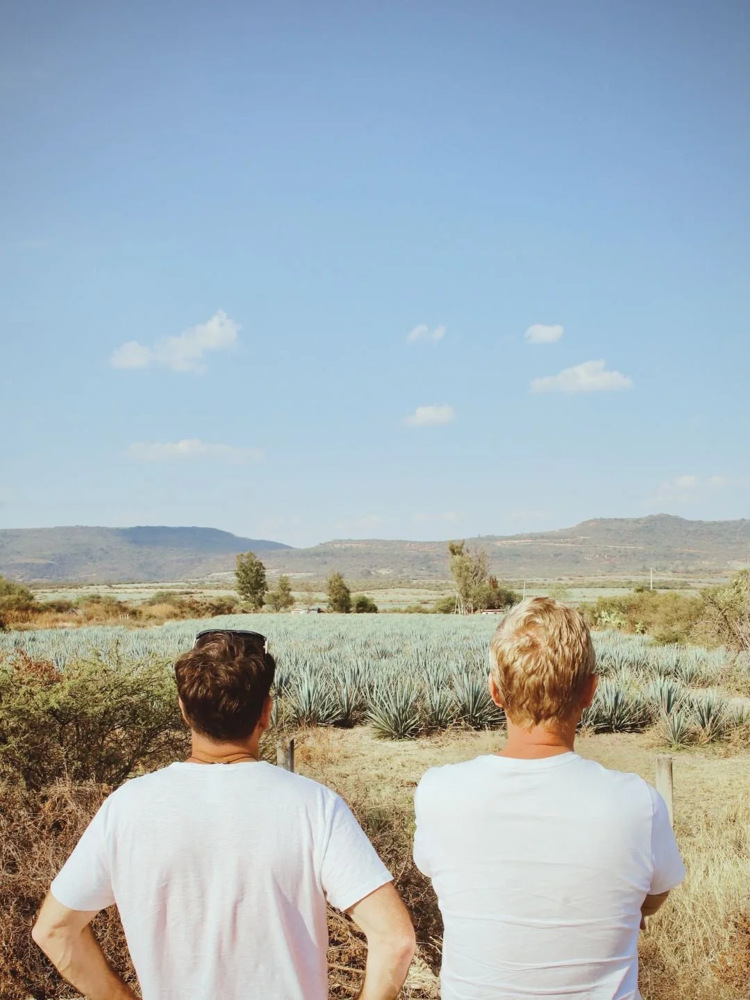 At the edge of the source.

This is where the work becomes personal. We don&rsquo;t oversee the harvest from a distance, we stand at the edge of the field, ensuring every agave meets the standard of the Ibika name.

From the soil to the soul.

Discov
