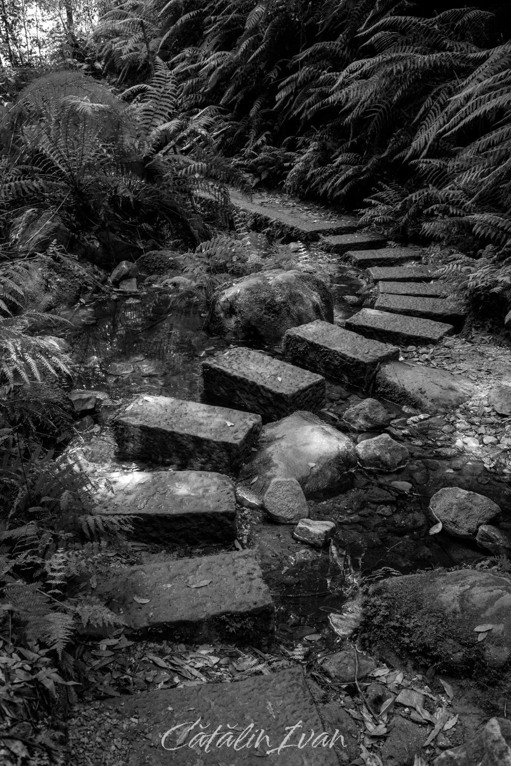 Pathway (Website).jpg